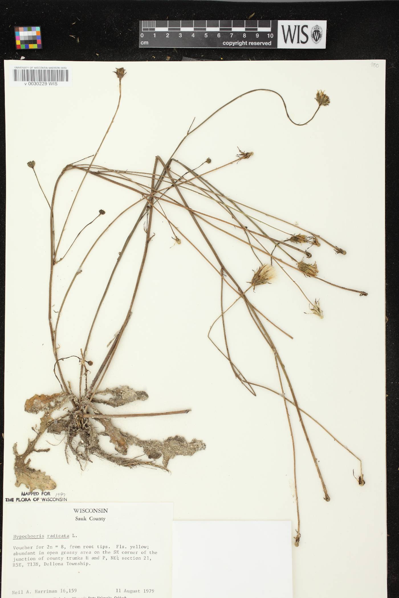 Hypochaeris radicata image