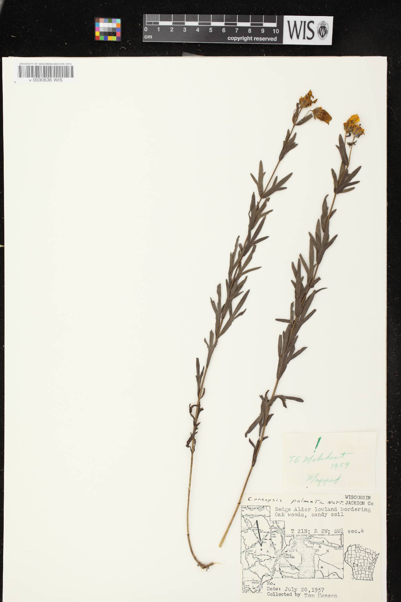 Coreopsis palmata image