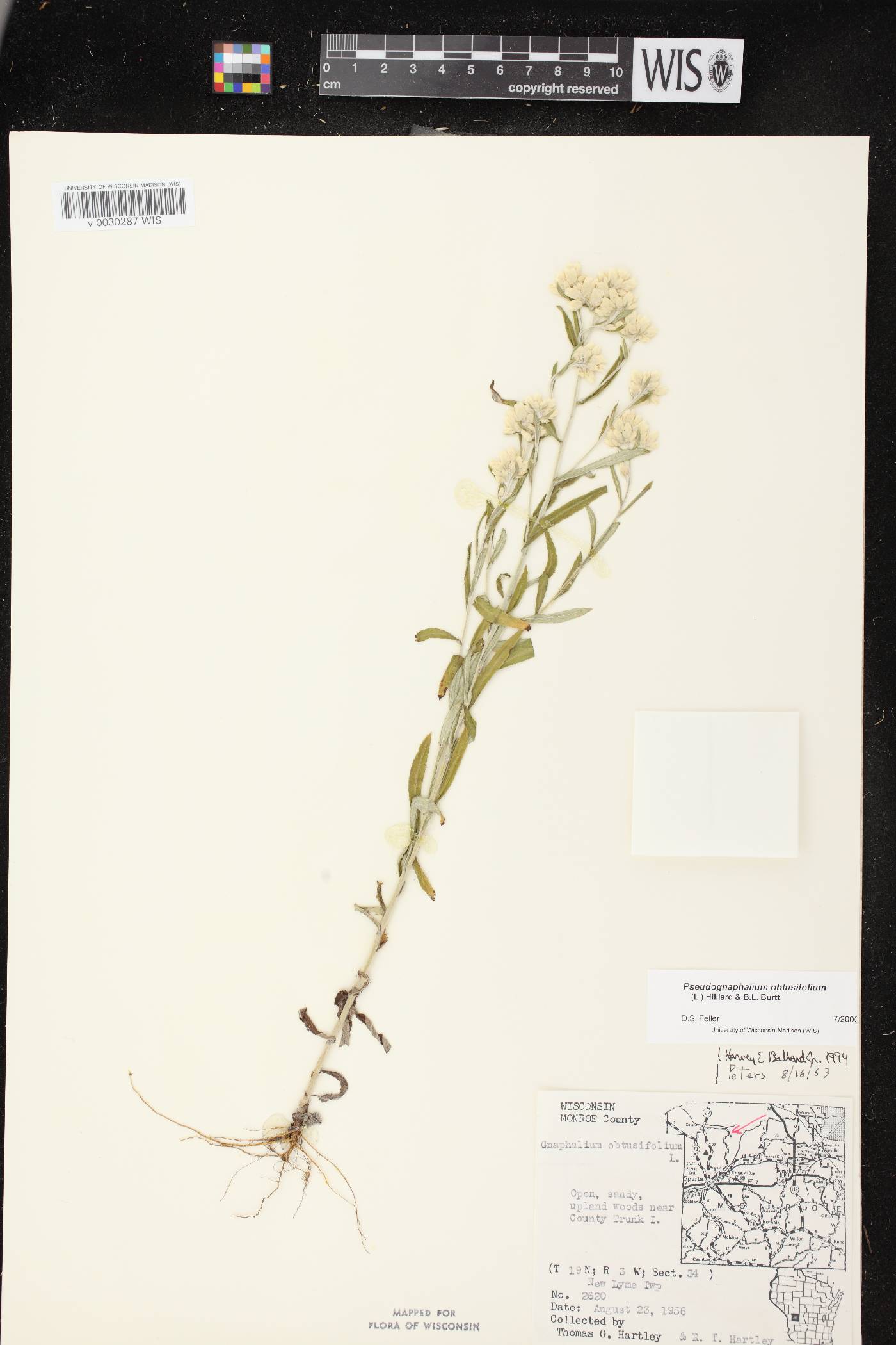 Pseudognaphalium obtusifolium image