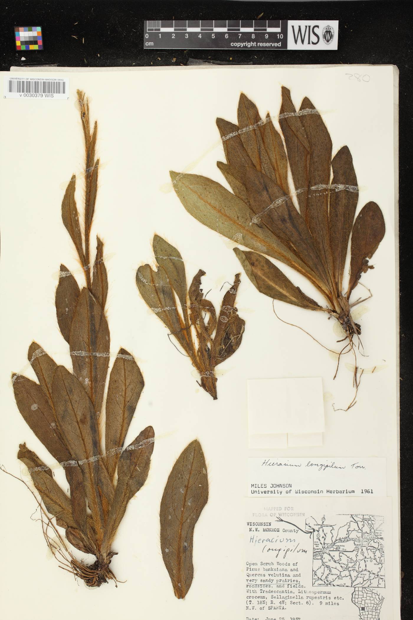 Hieracium longipilum image