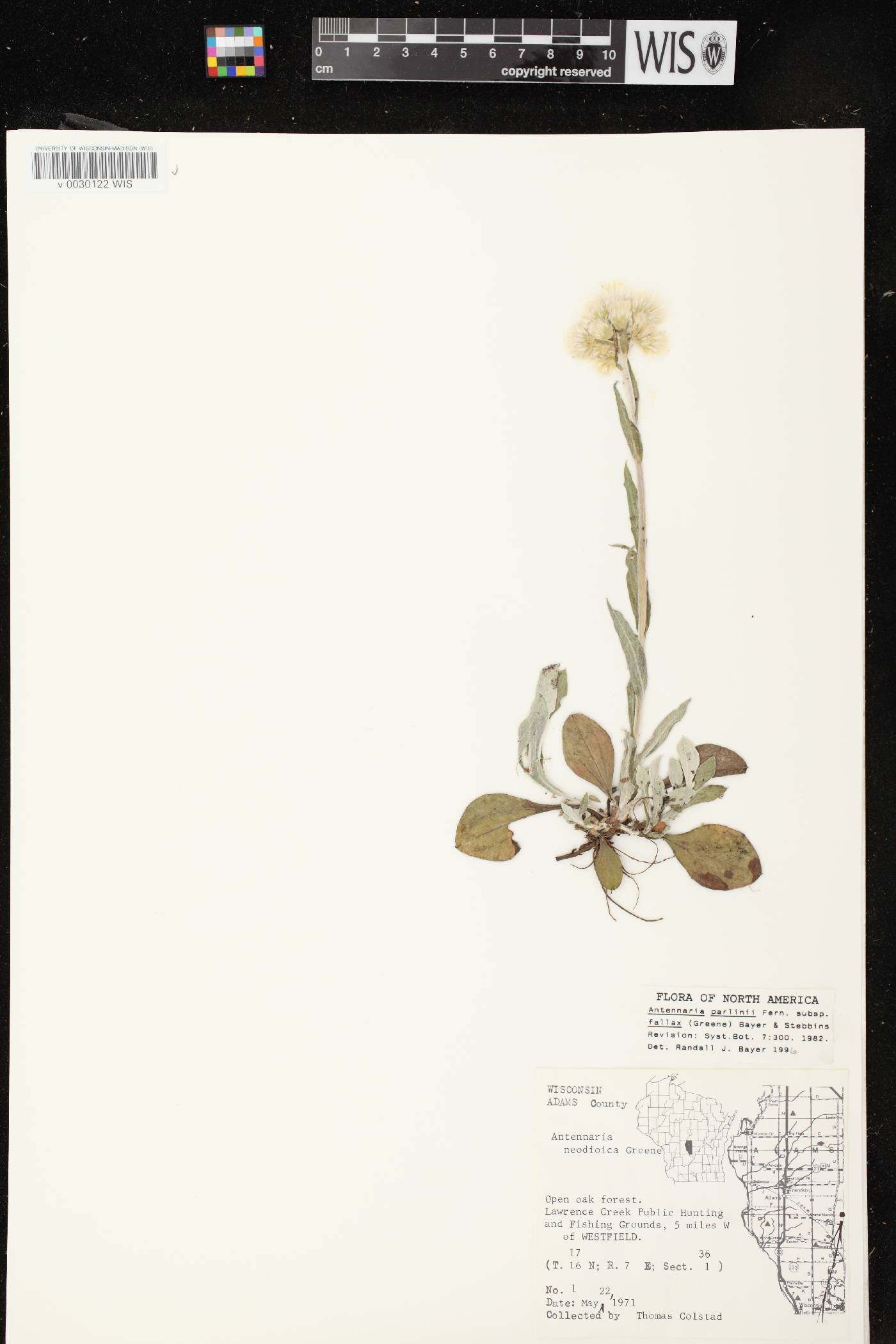 Antennaria parlinii subsp. fallax image