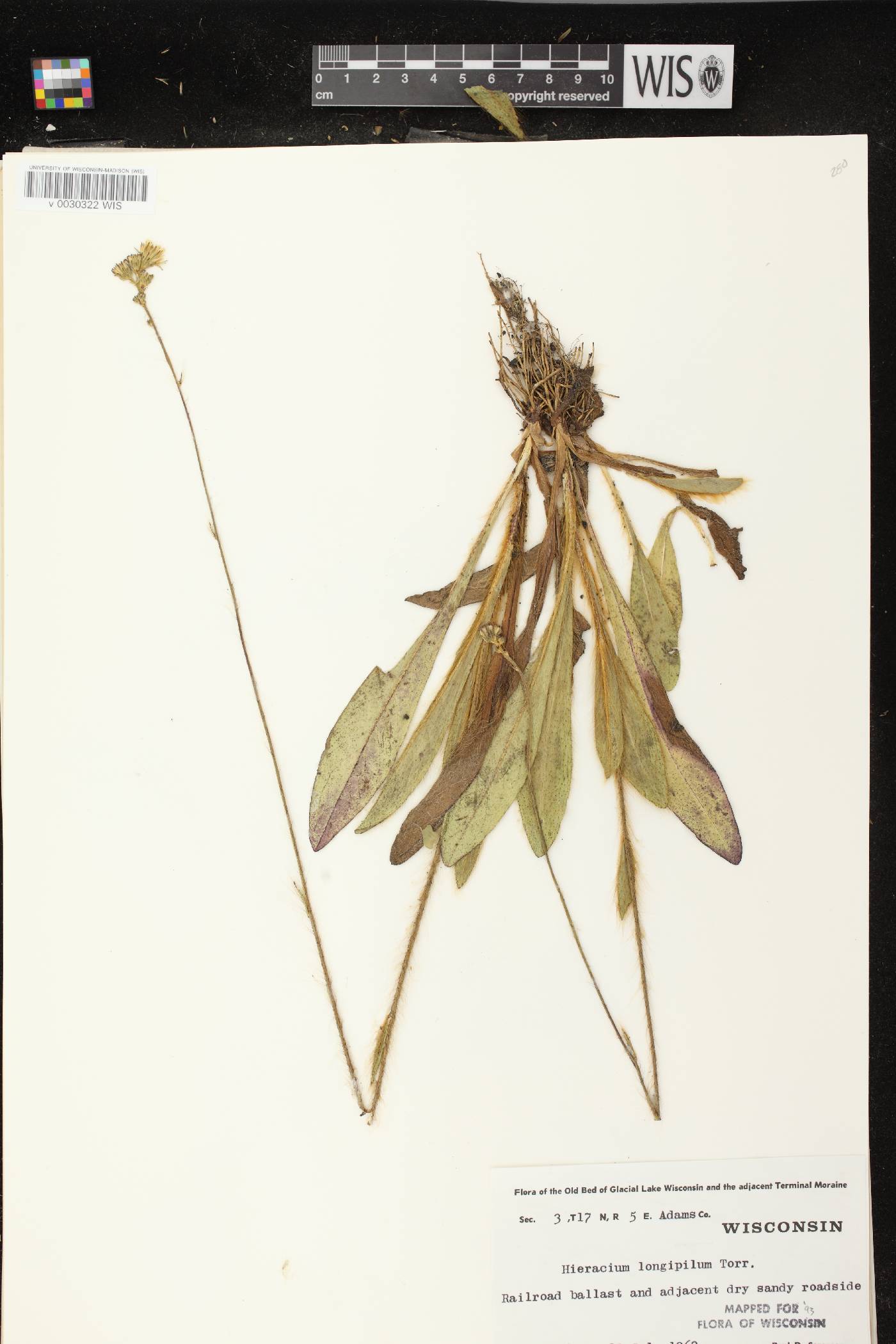 Hieracium longipilum image