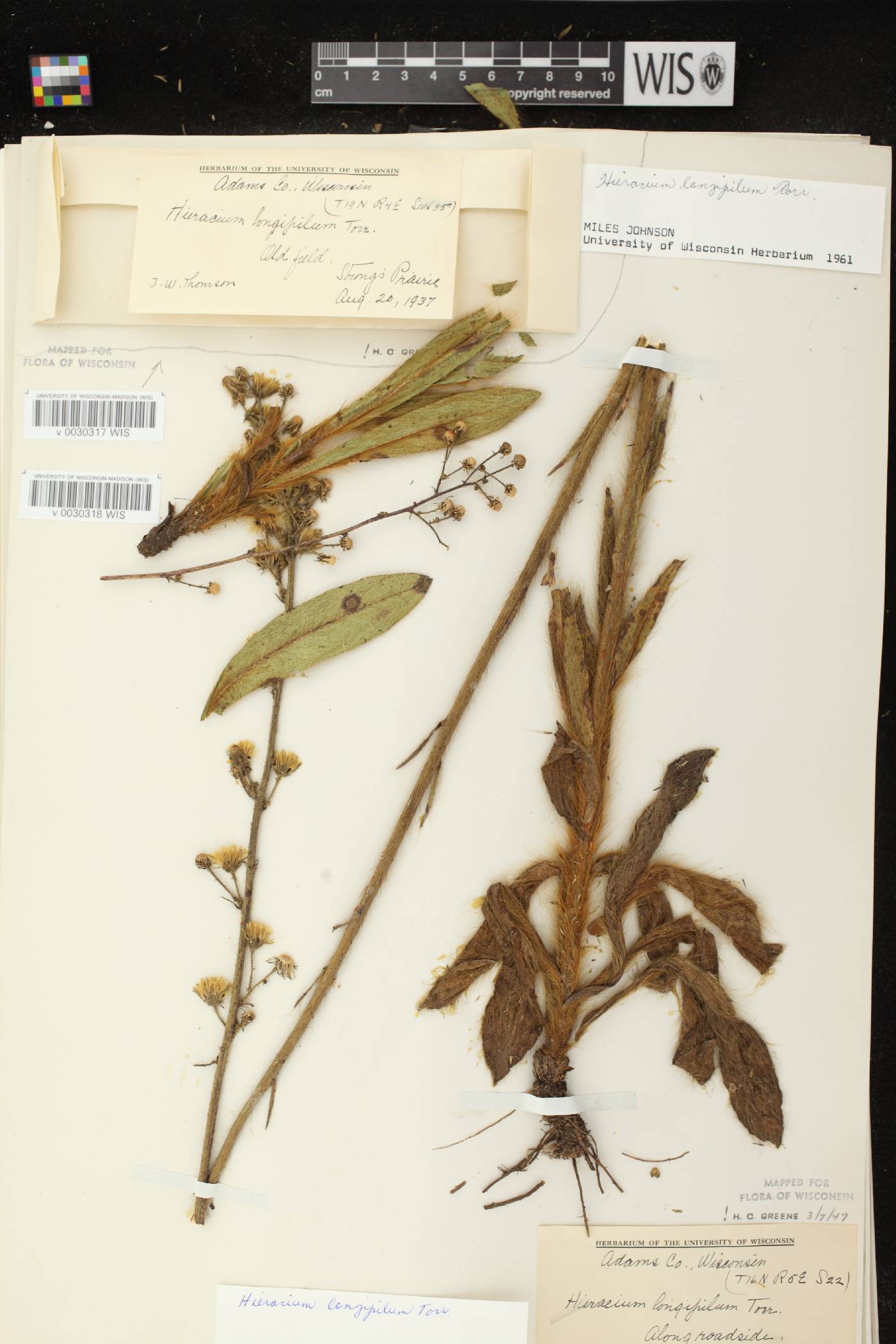 Hieracium longipilum image