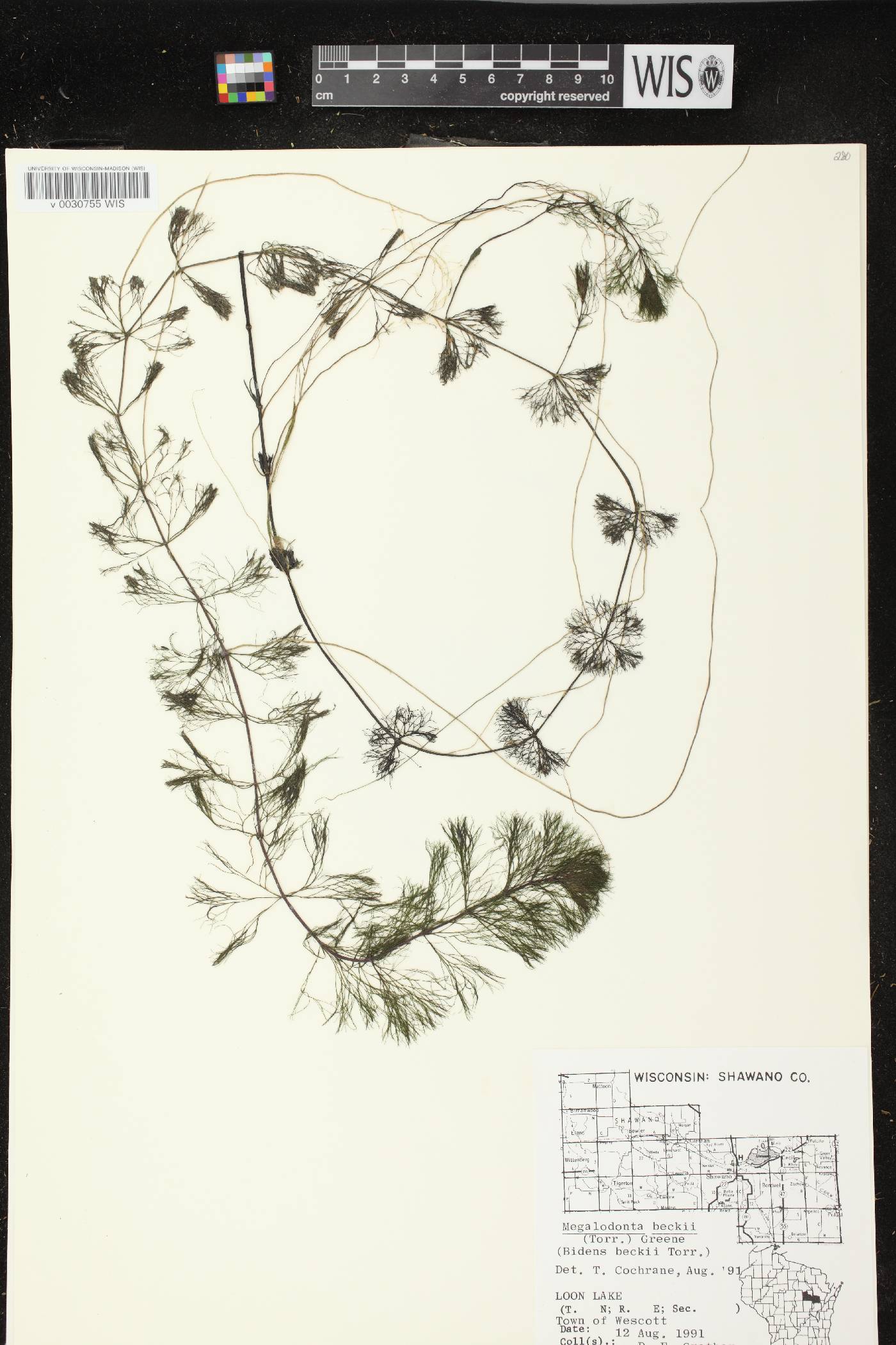 Bidens beckii image