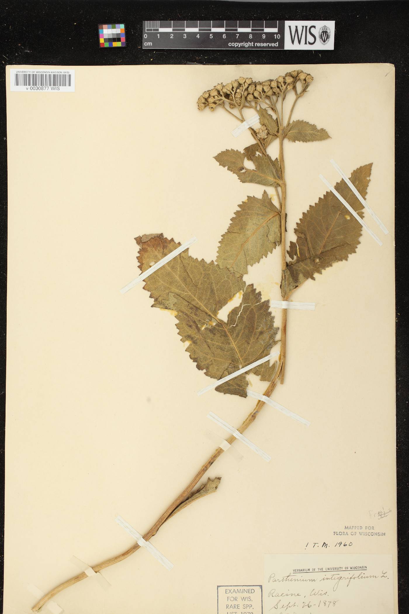 Parthenium integrifolium image