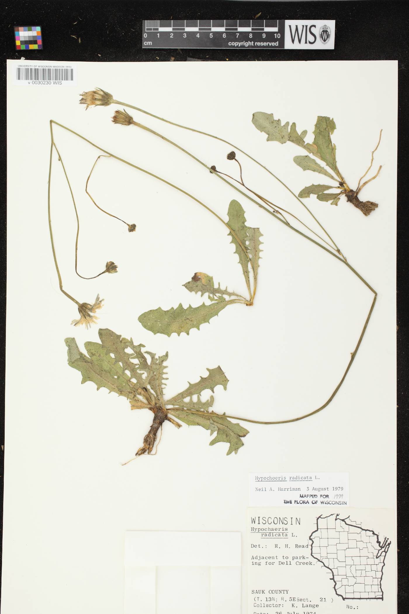 Hypochaeris radicata image
