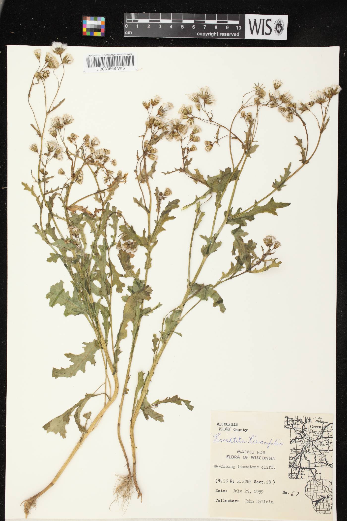 Erechtites hieracifolius image