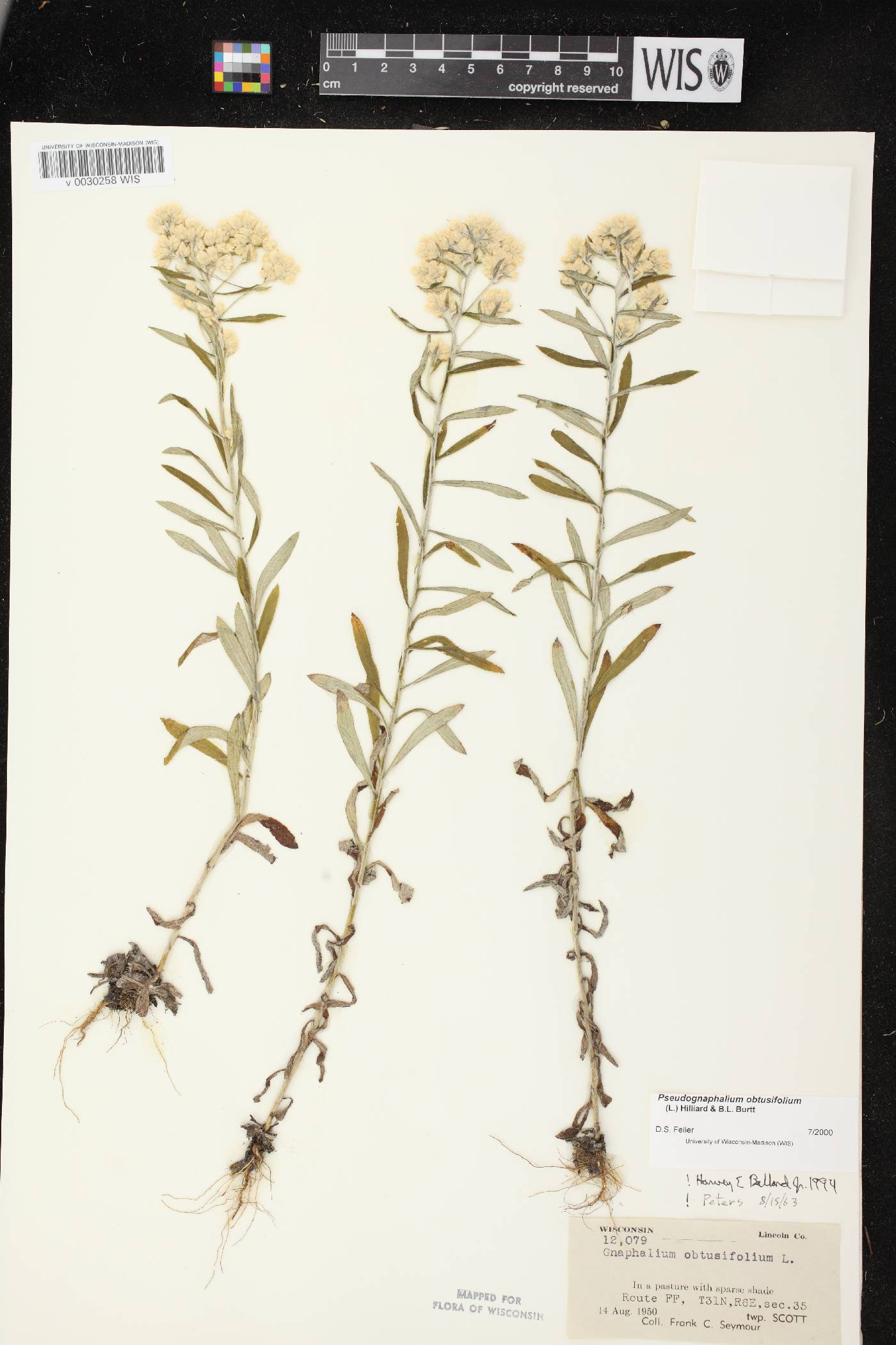 Pseudognaphalium obtusifolium image