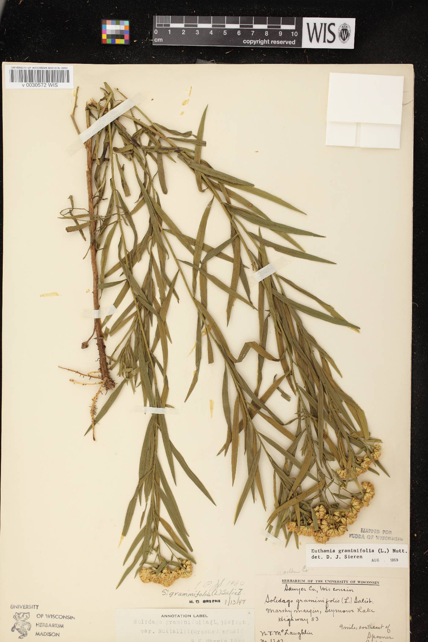 Euthamia graminifolia image