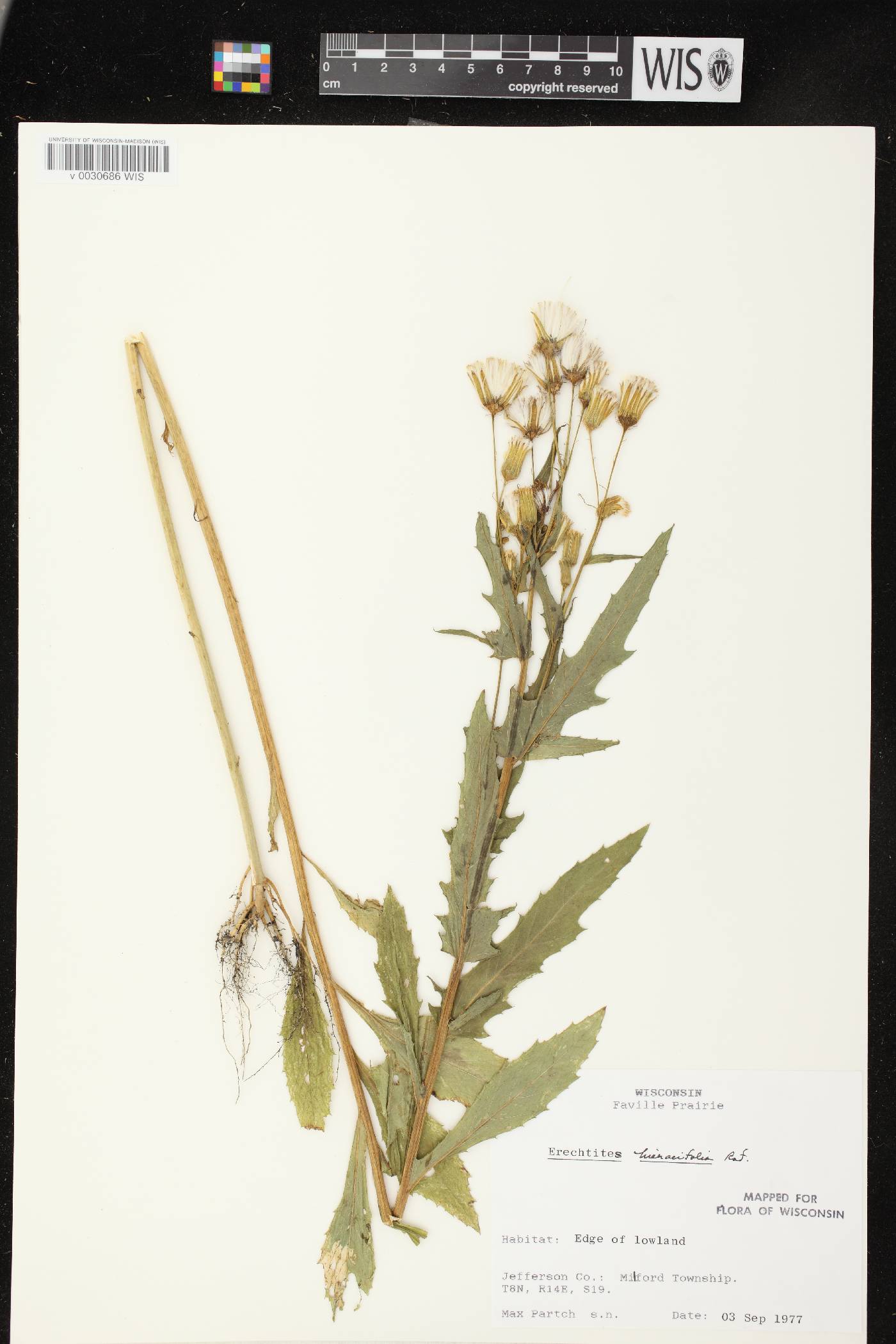 Erechtites hieracifolius image
