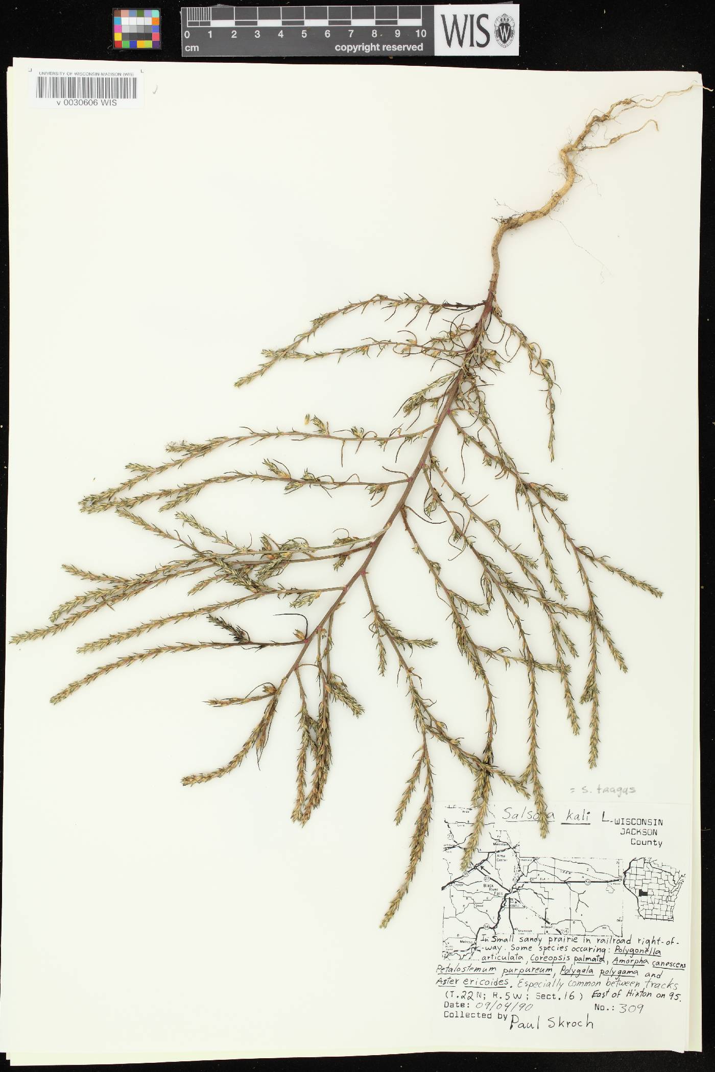 Salsola tragus image