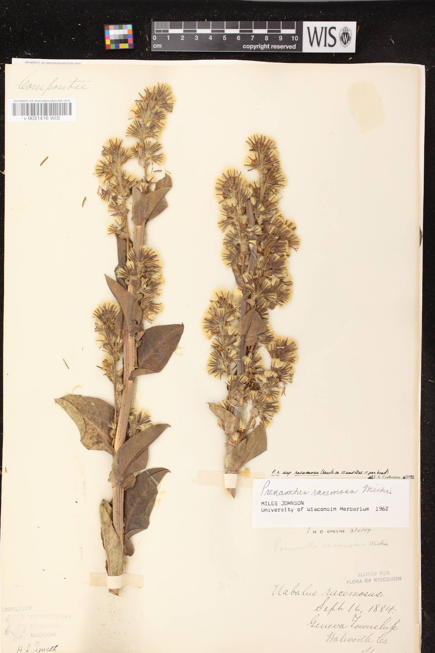 Prenanthes racemosa image