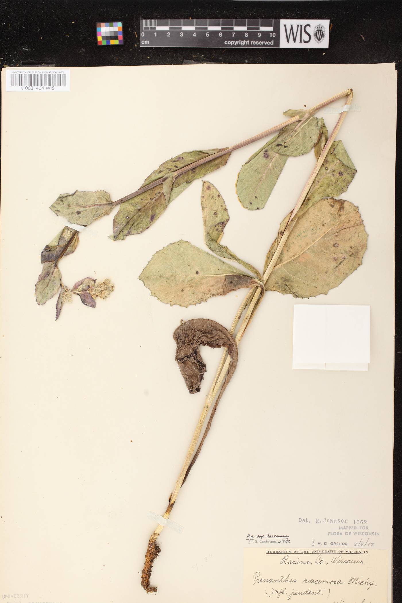 Prenanthes racemosa image