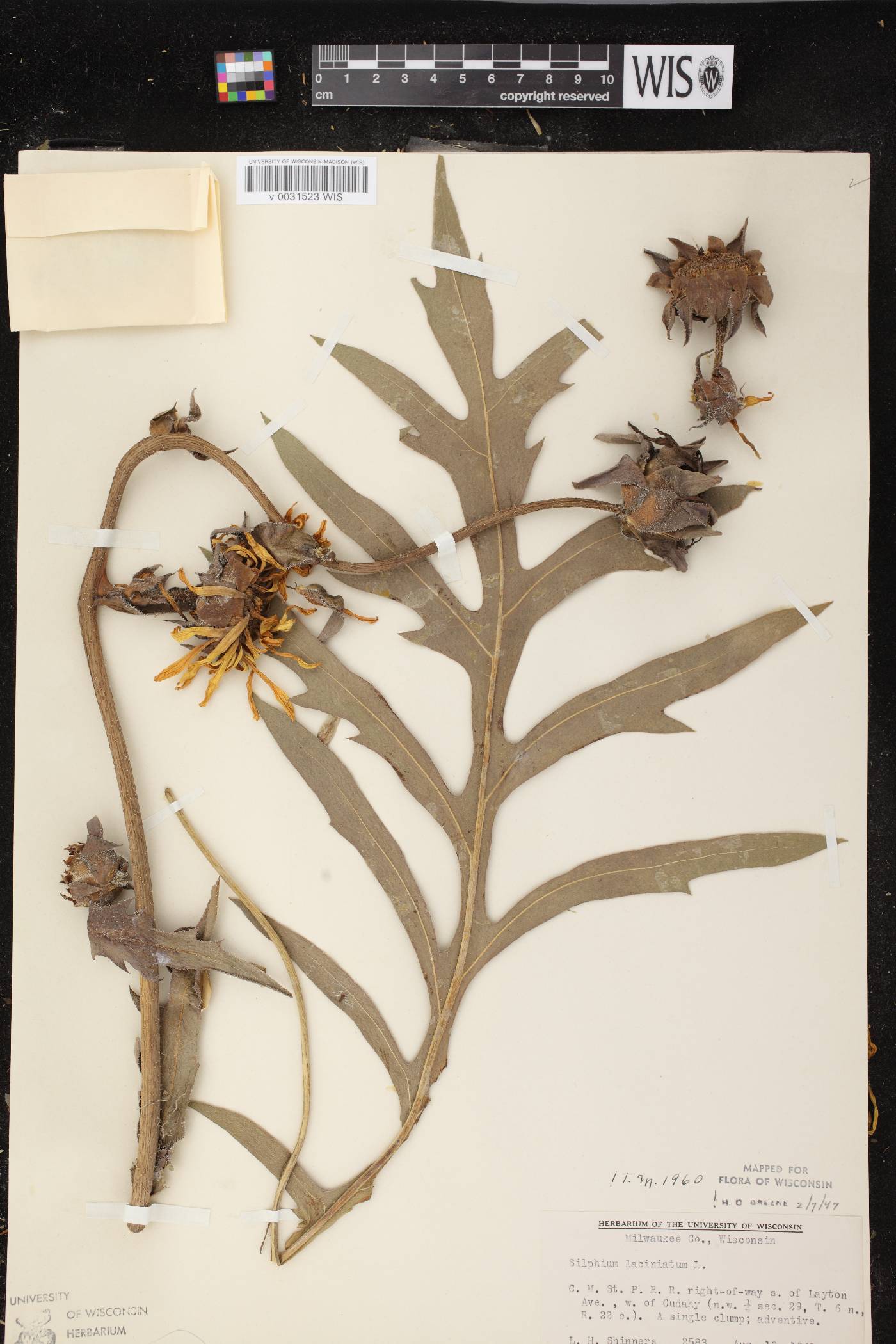 Silphium laciniatum image