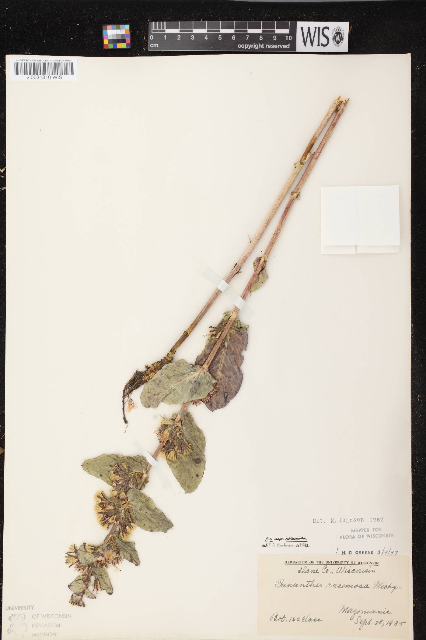 Prenanthes racemosa image