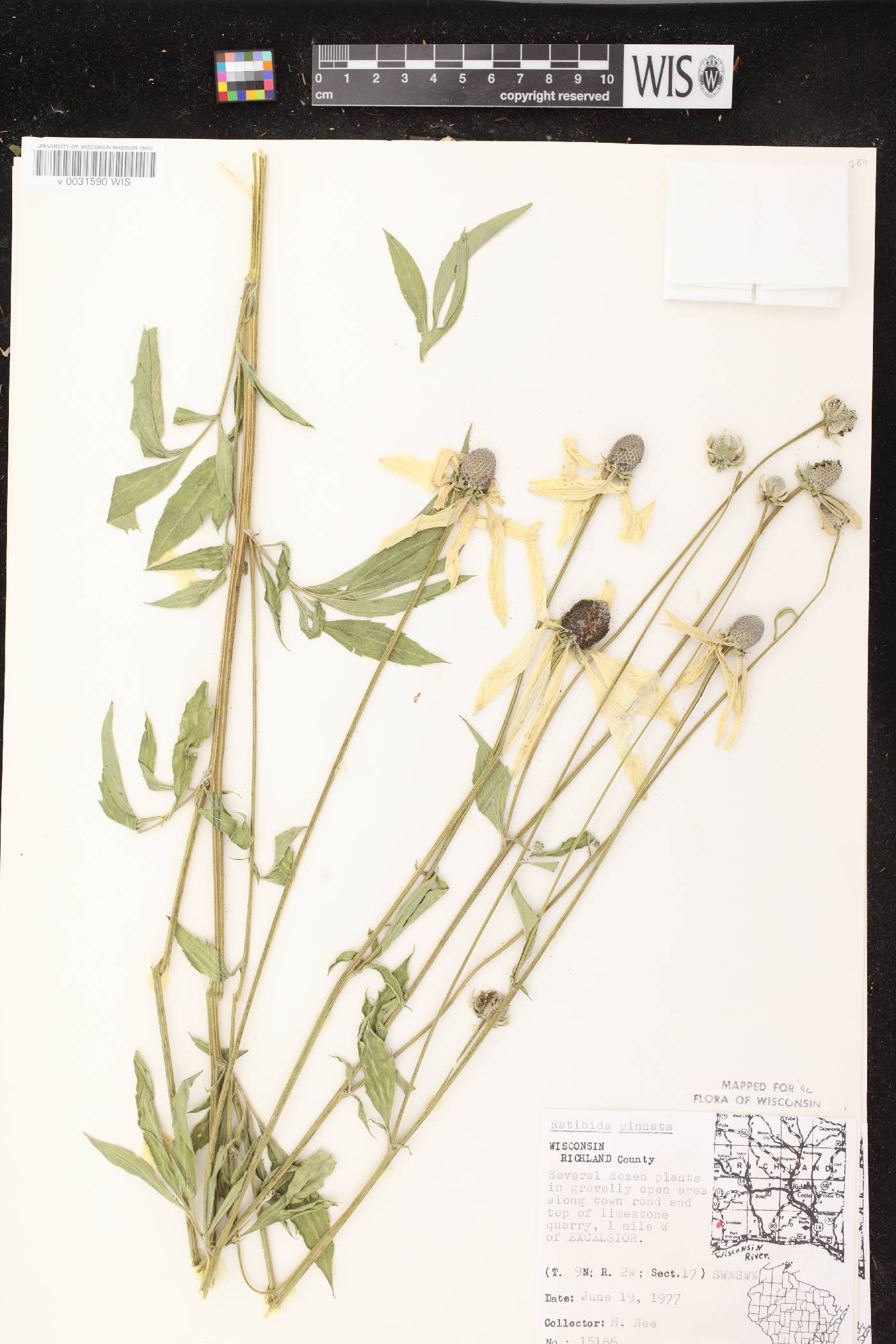 Ratibida pinnata image