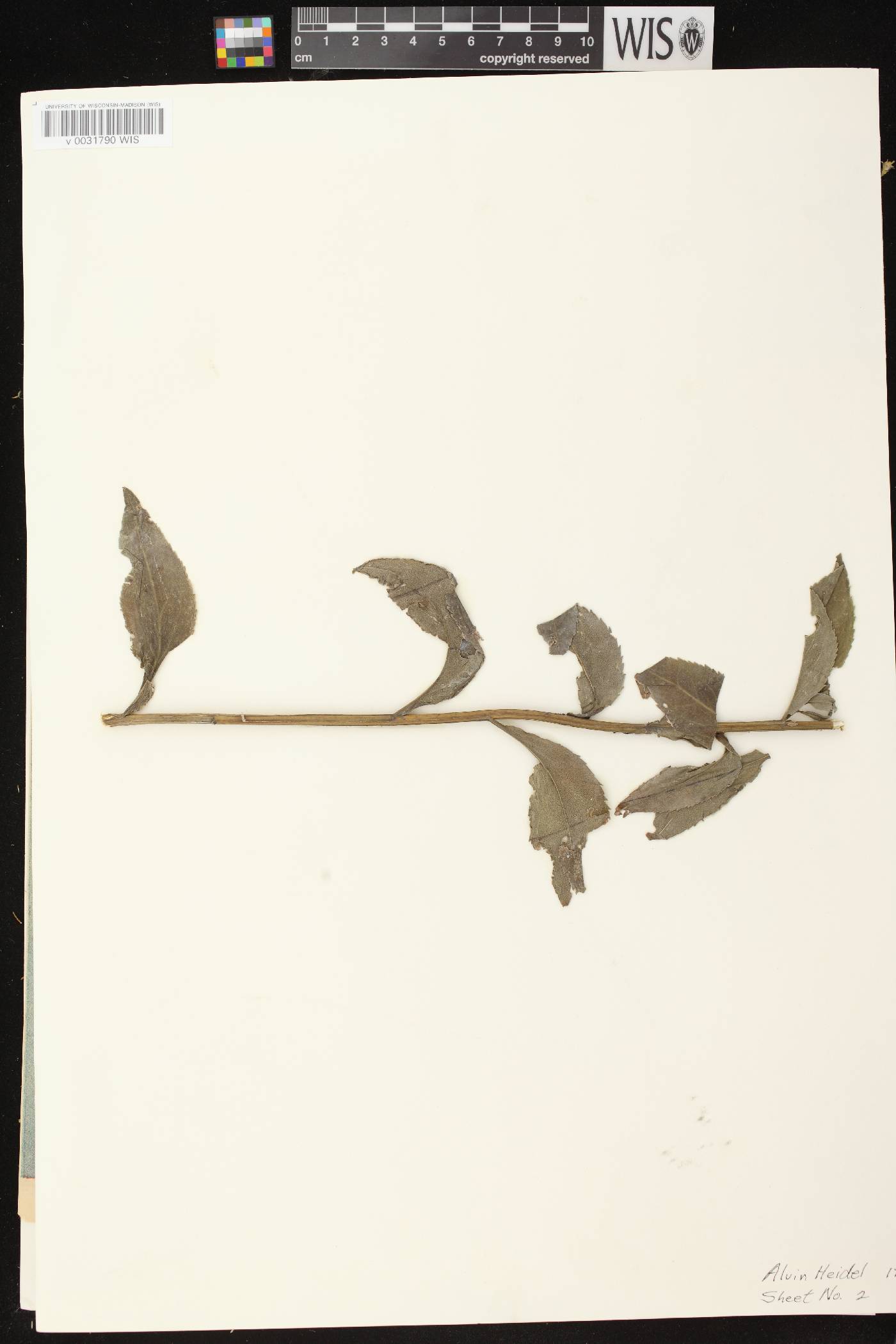 Solidago patula image