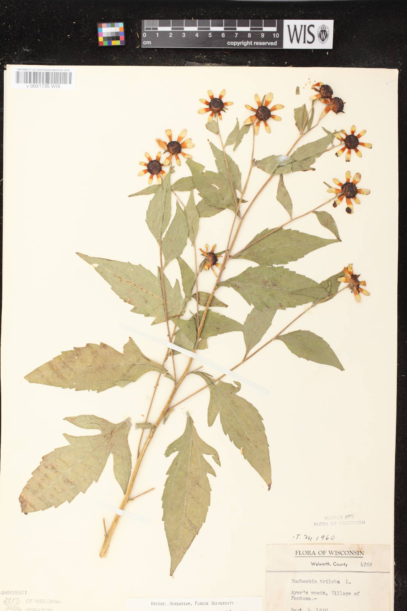 Rudbeckia triloba image