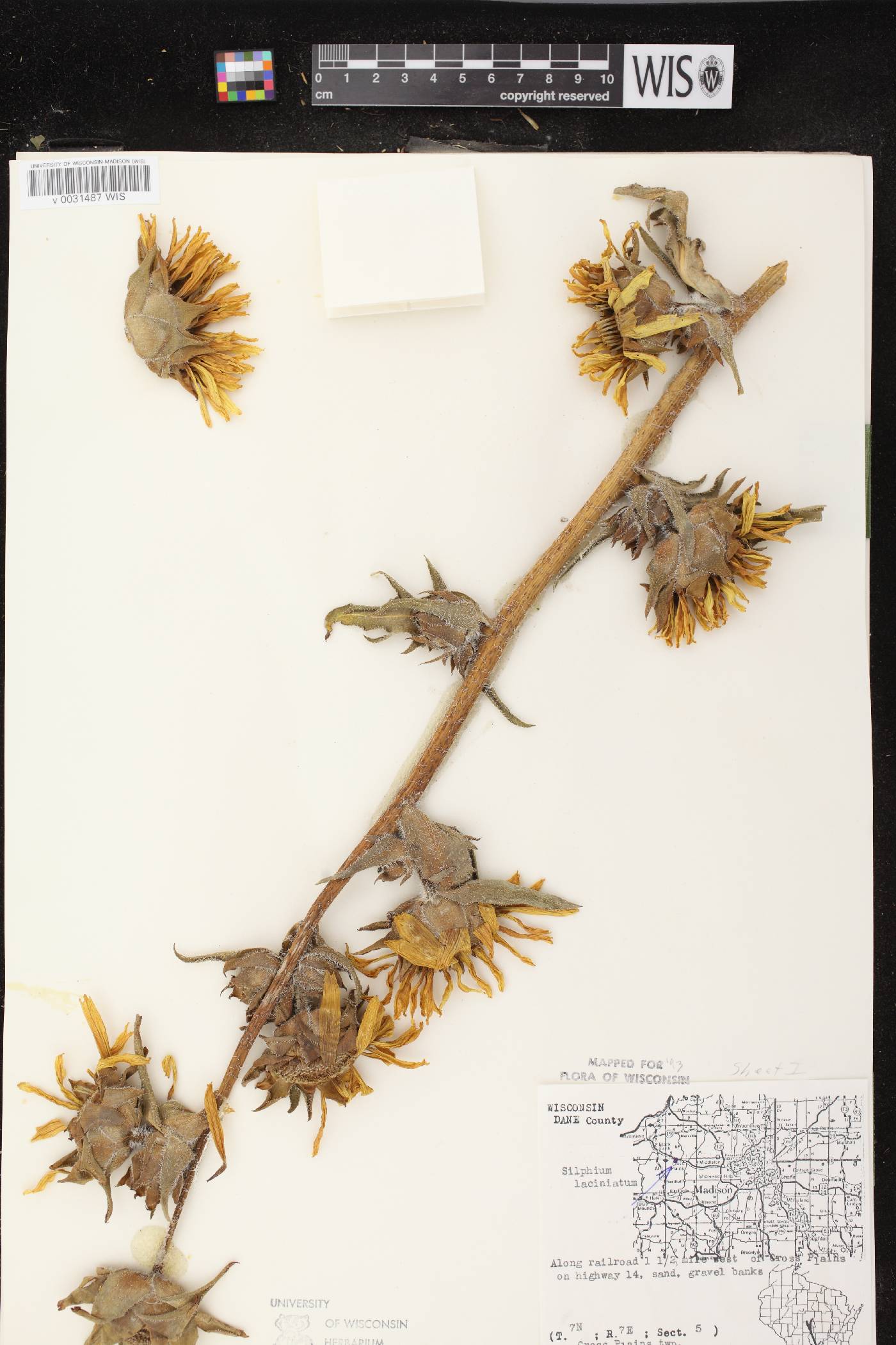 Silphium laciniatum image