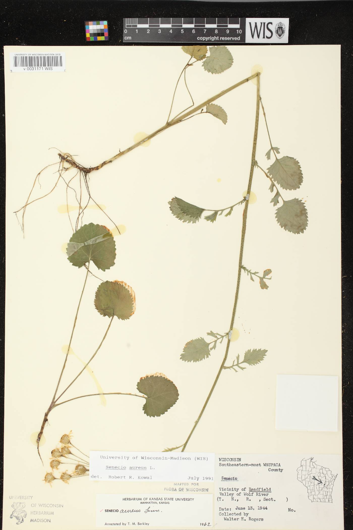 Packera aurea image