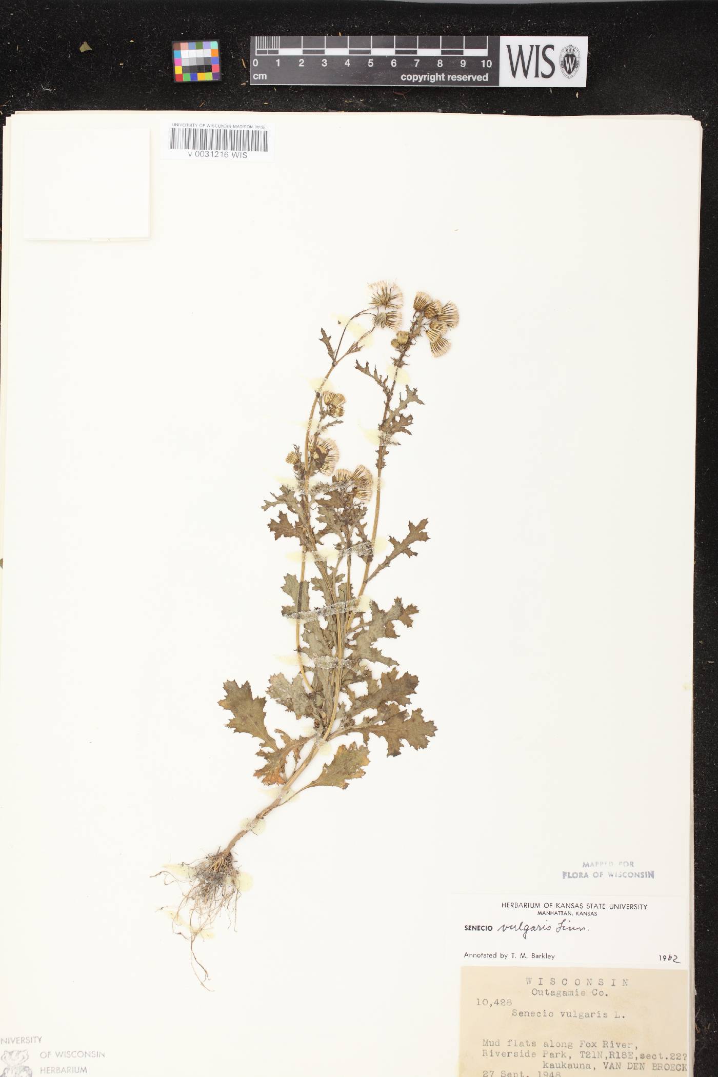 Senecio vulgaris image