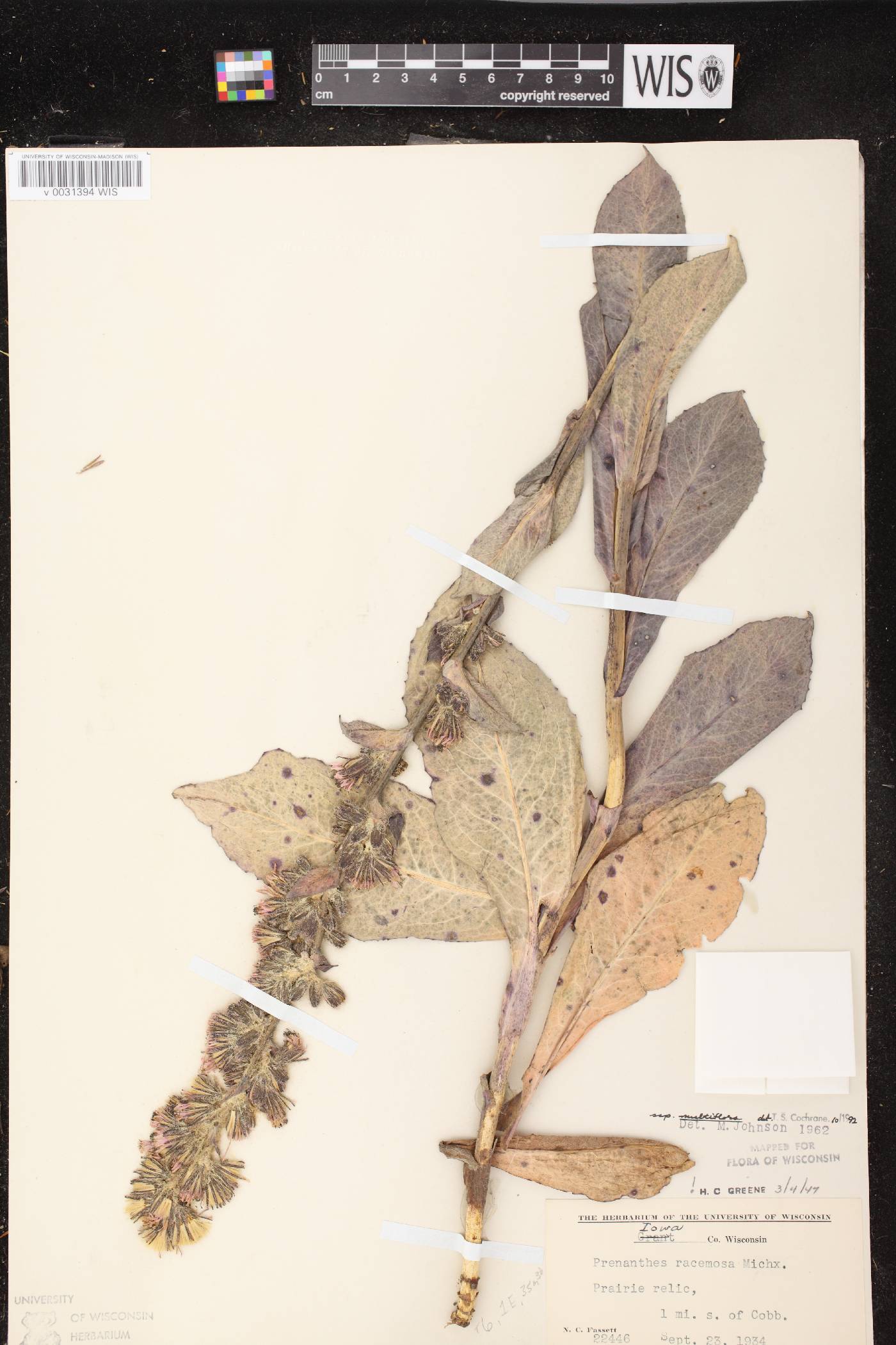Prenanthes racemosa image
