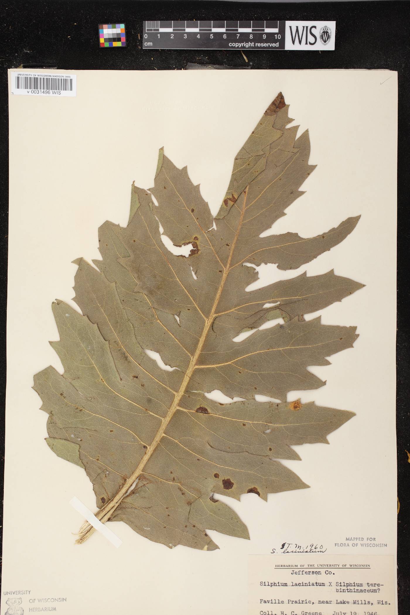 Silphium laciniatum image