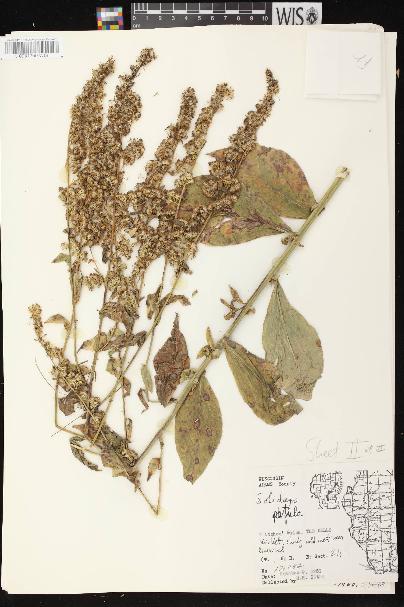 Solidago patula image