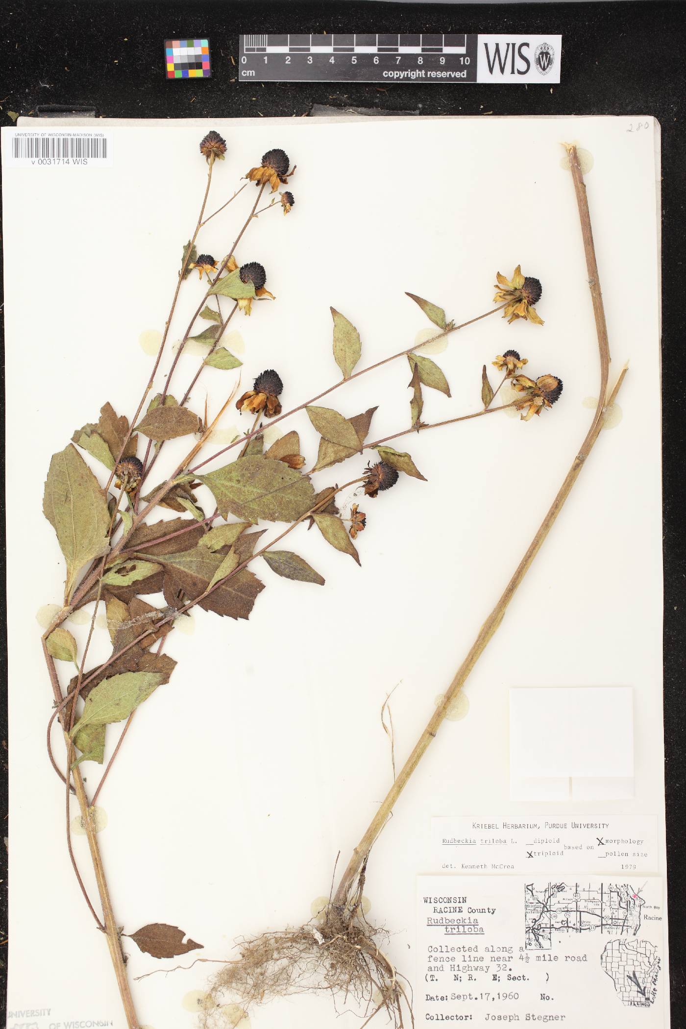 Rudbeckia triloba image