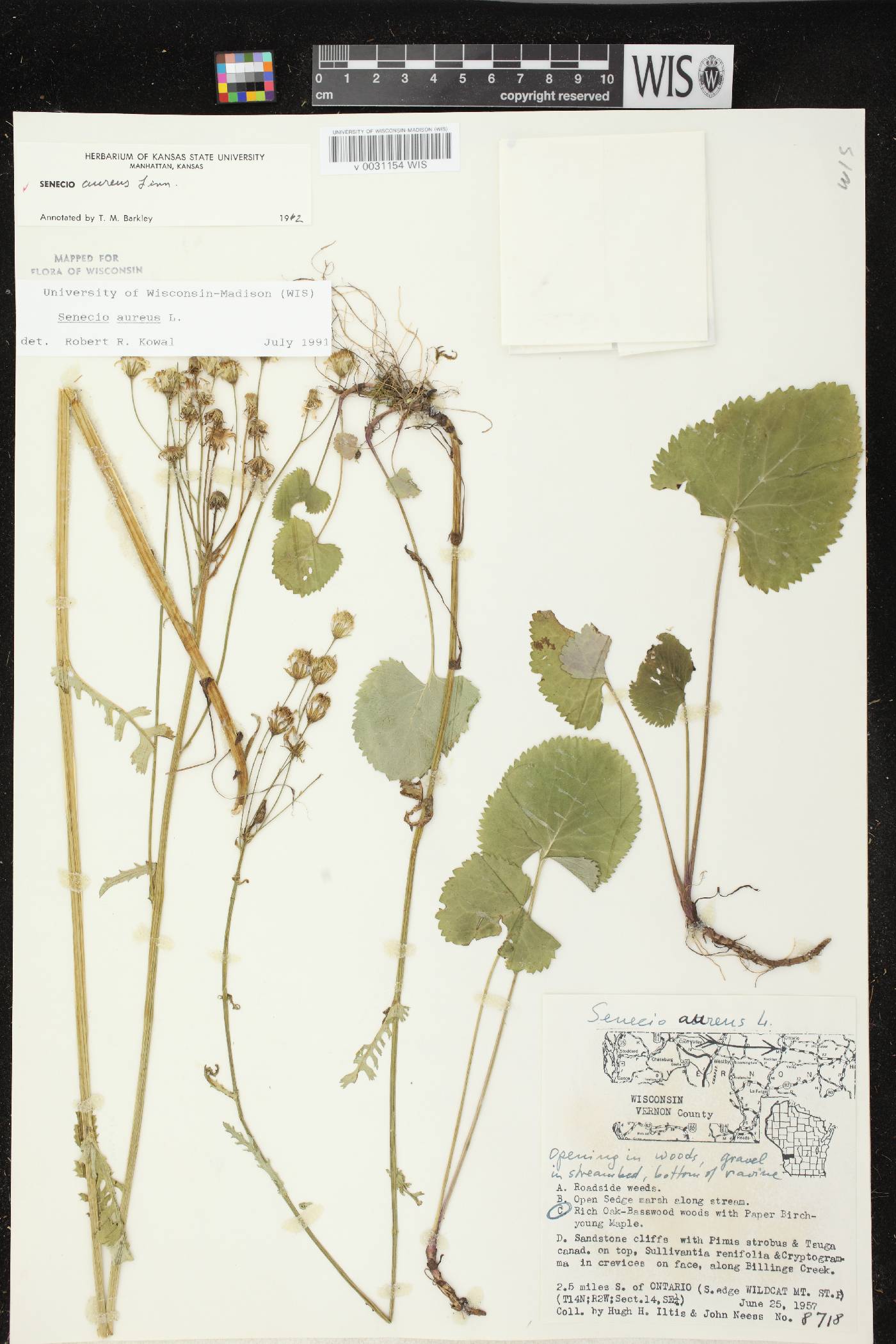 Packera aurea image