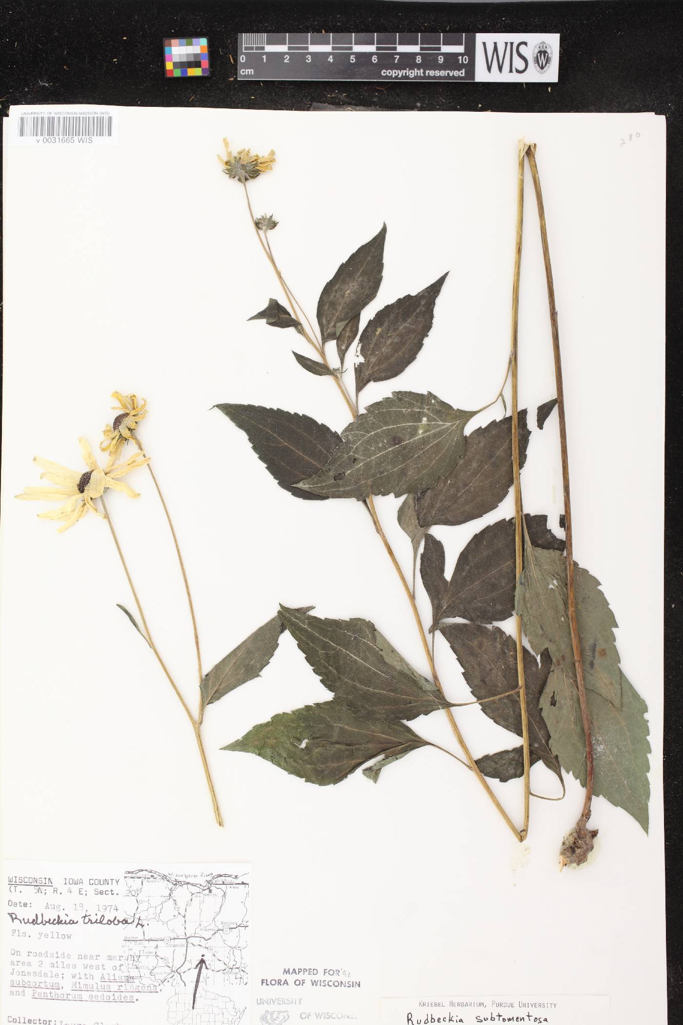 Rudbeckia subtomentosa image