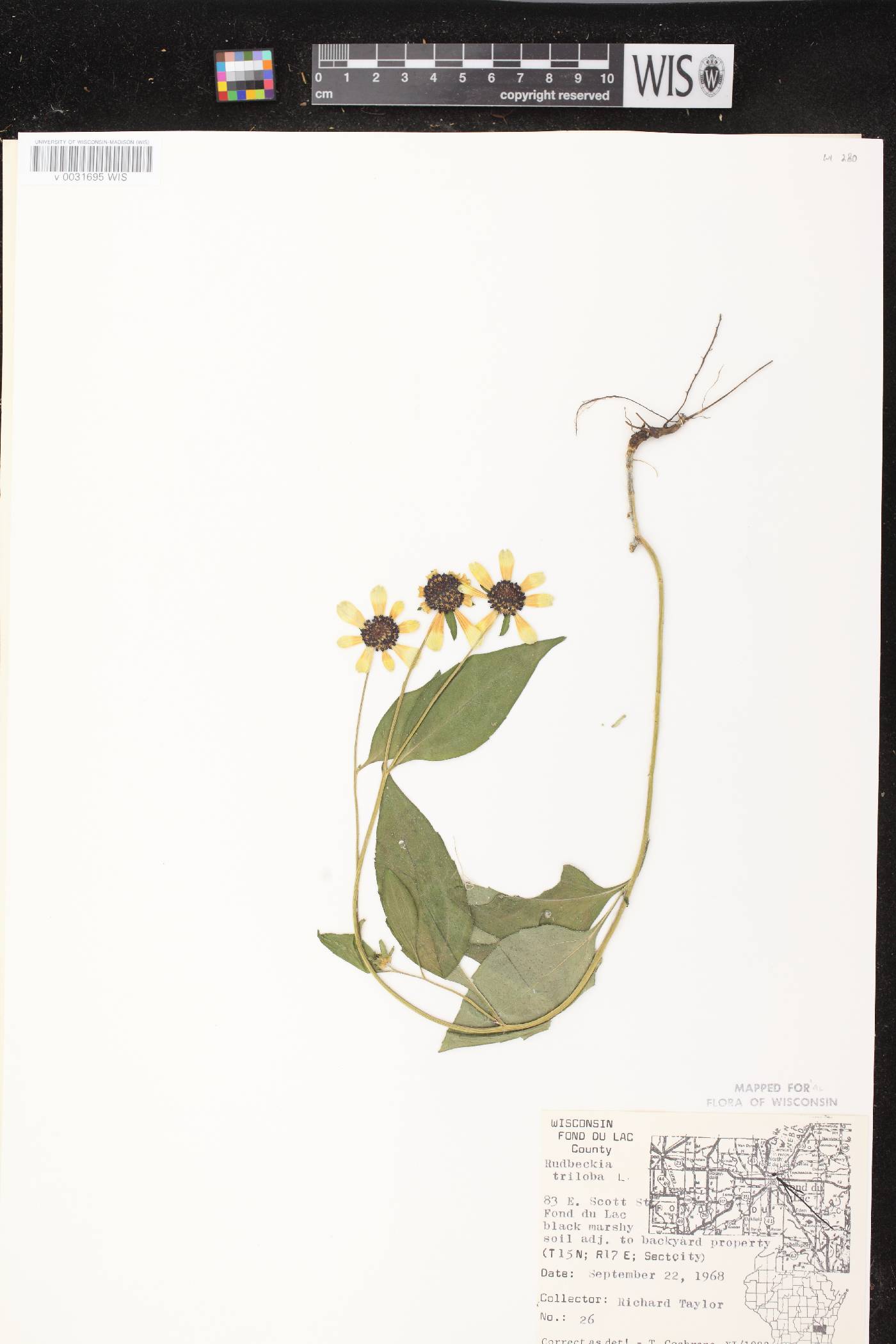 Rudbeckia triloba image