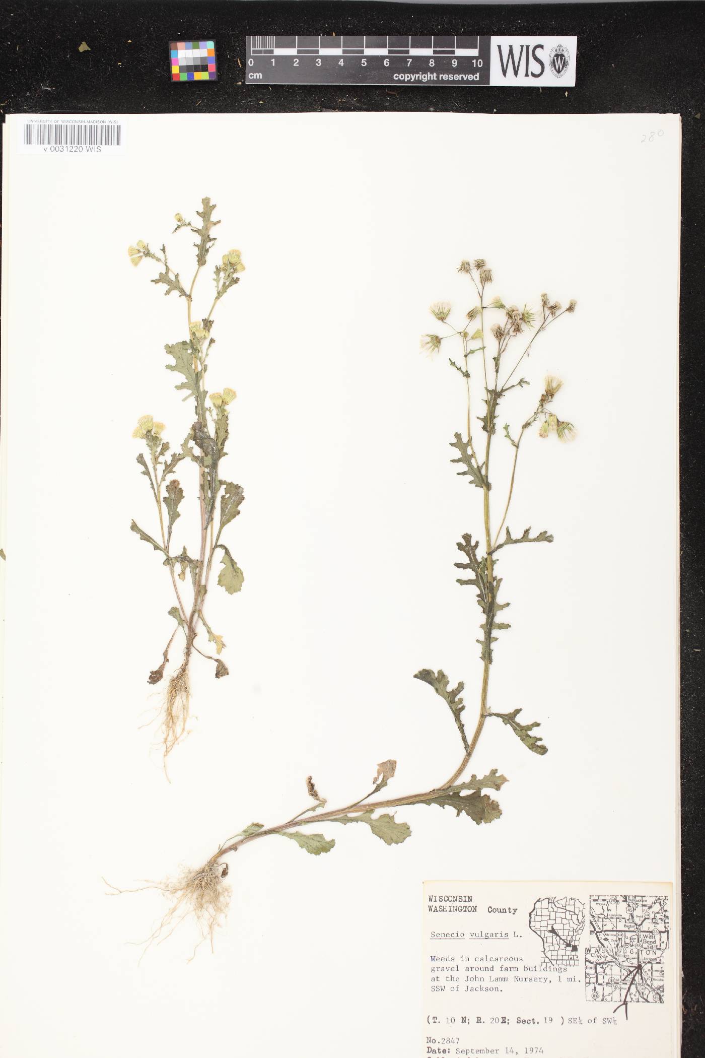 Senecio vulgaris image