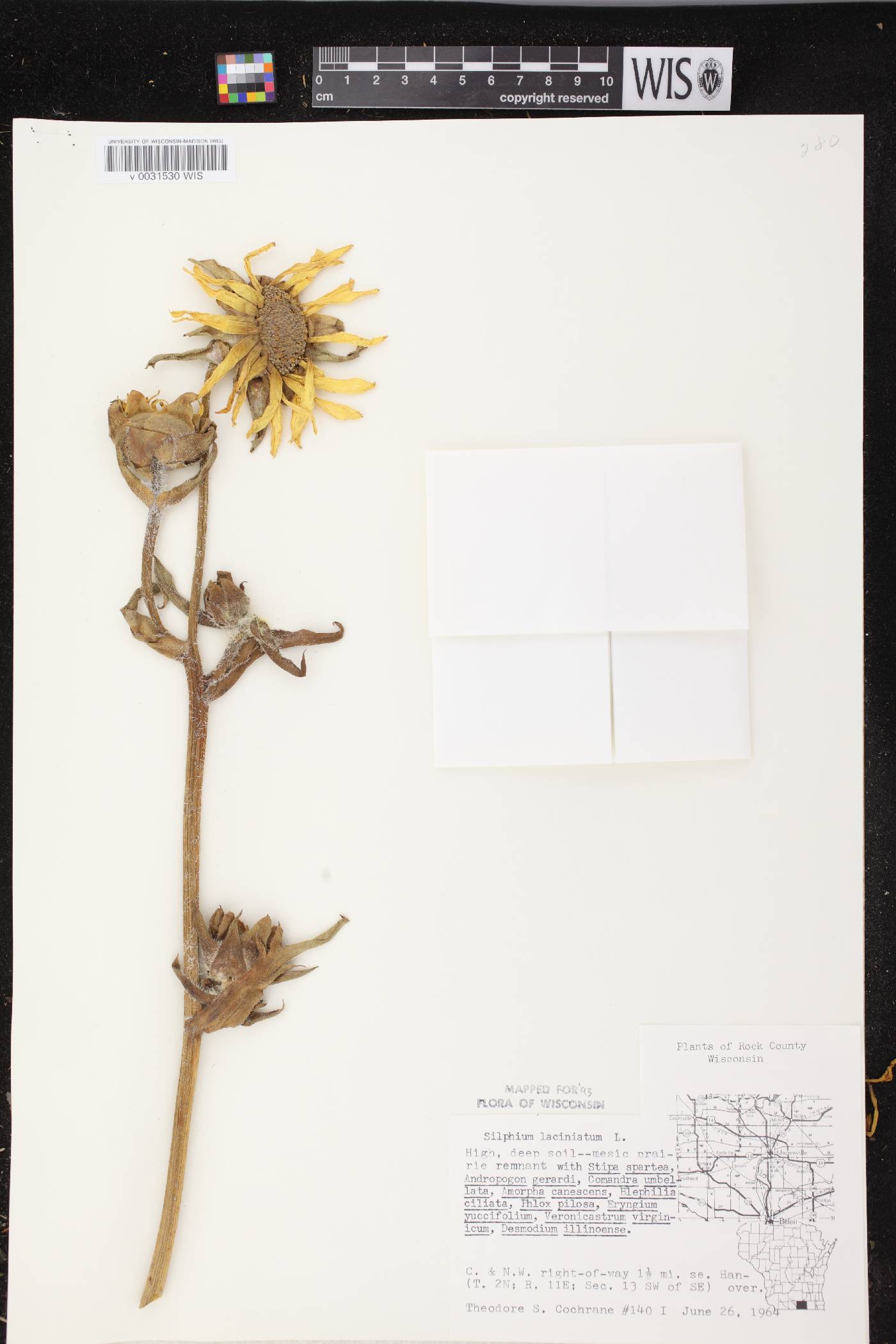 Silphium laciniatum image