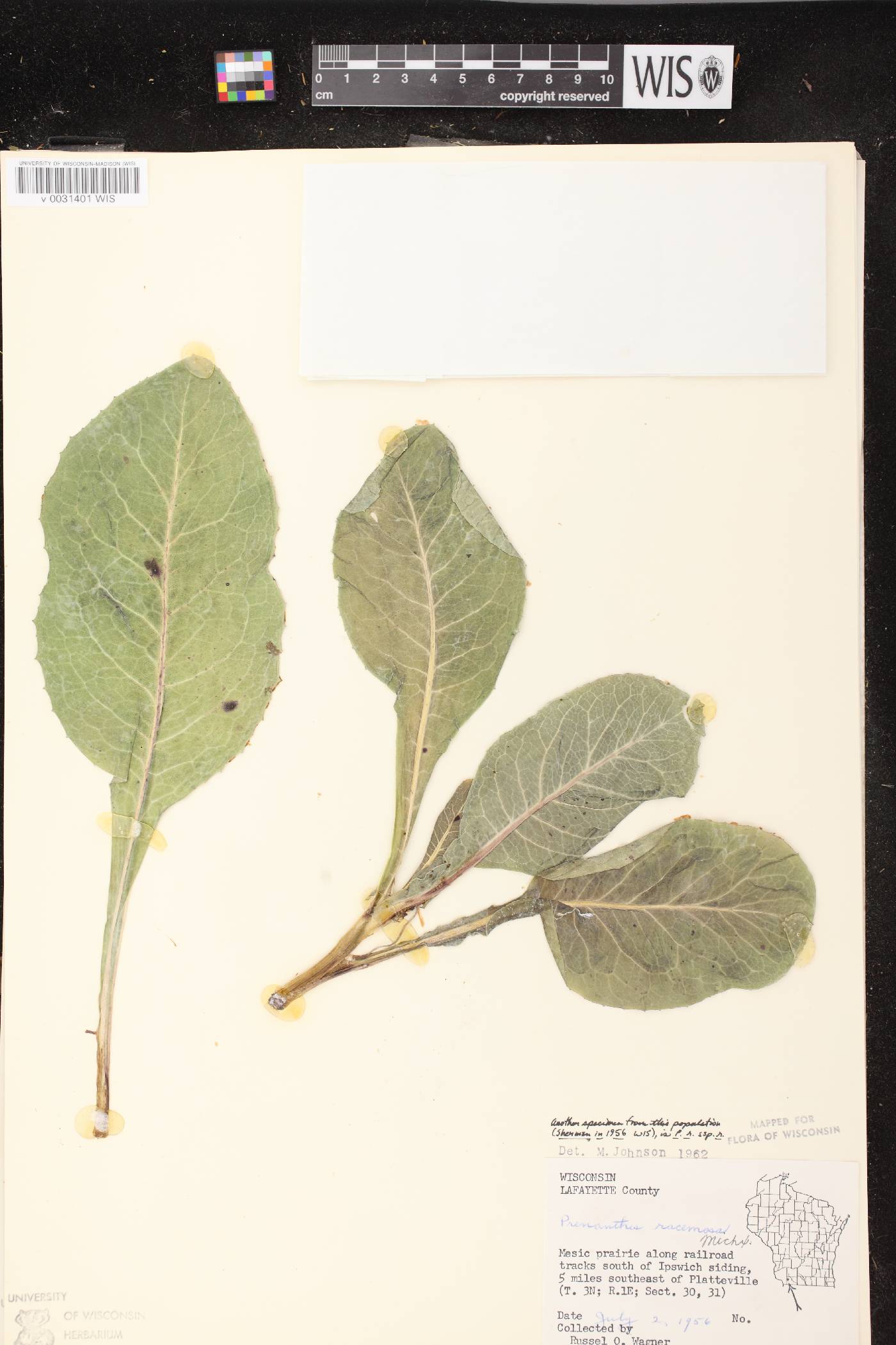 Prenanthes racemosa image