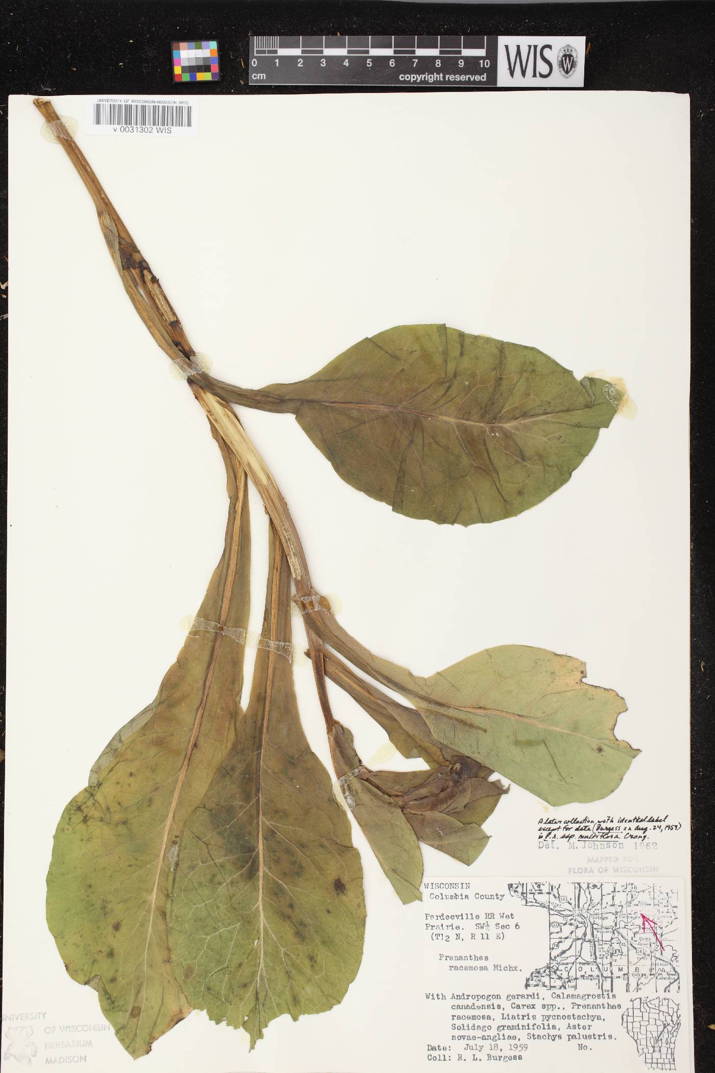 Prenanthes racemosa image