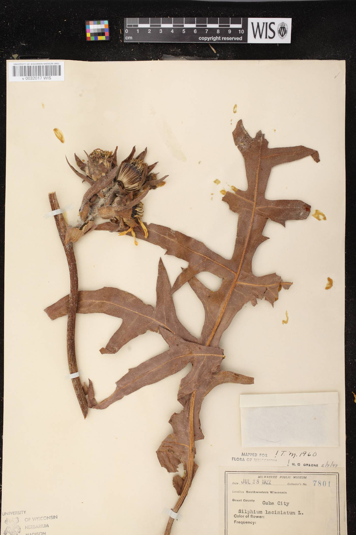 Silphium laciniatum image