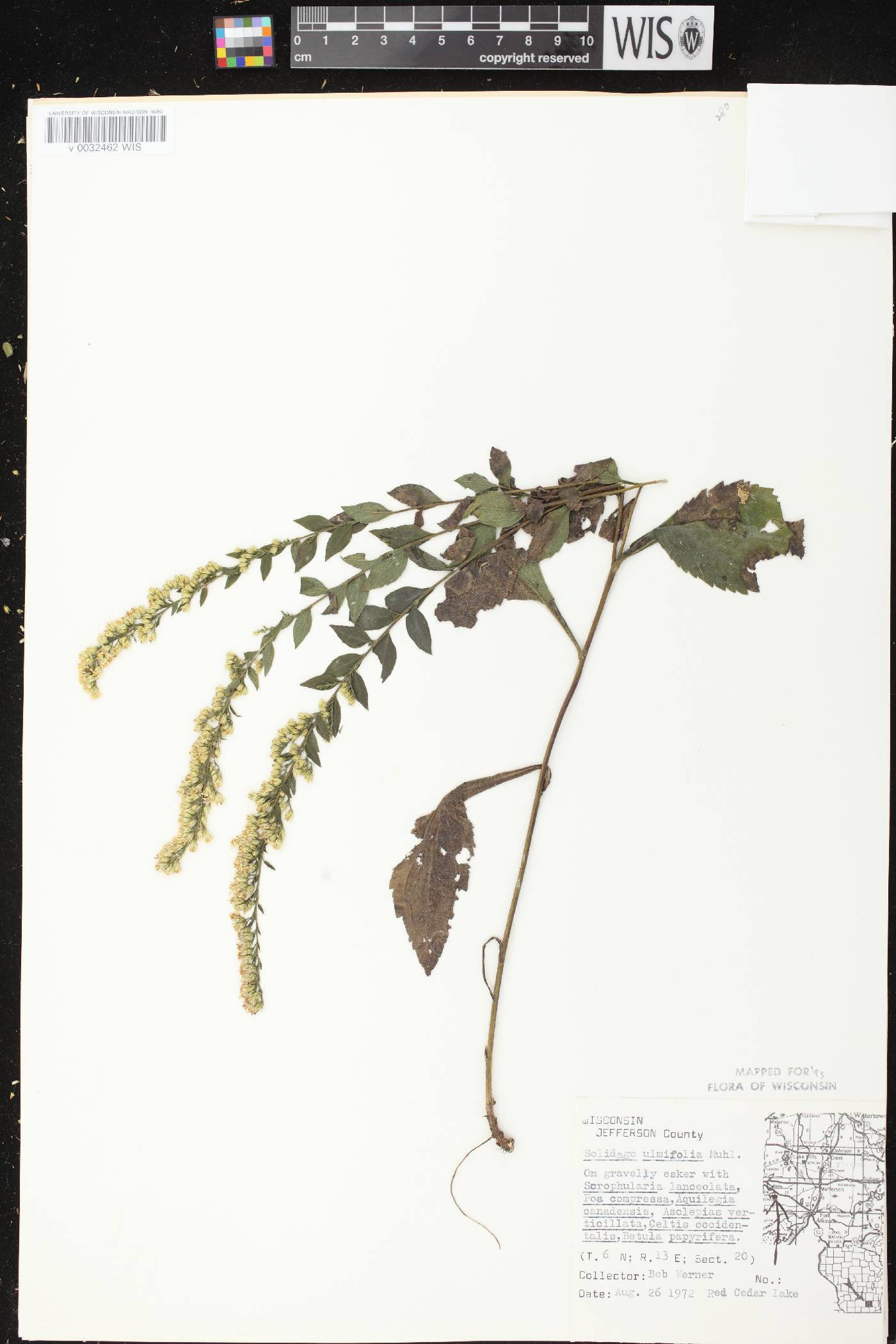 Solidago ulmifolia var. ulmifolia image
