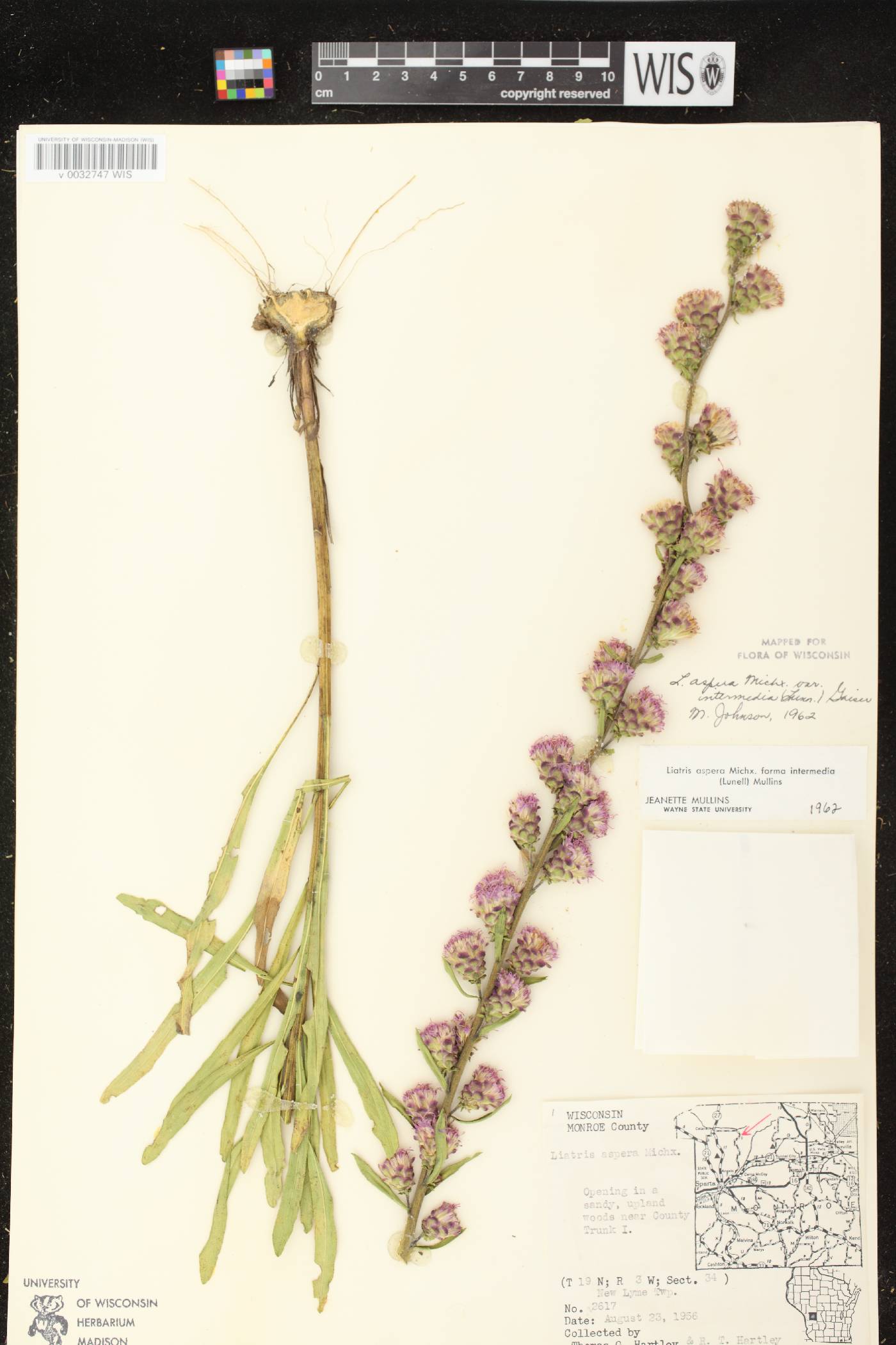 Liatris aspera image