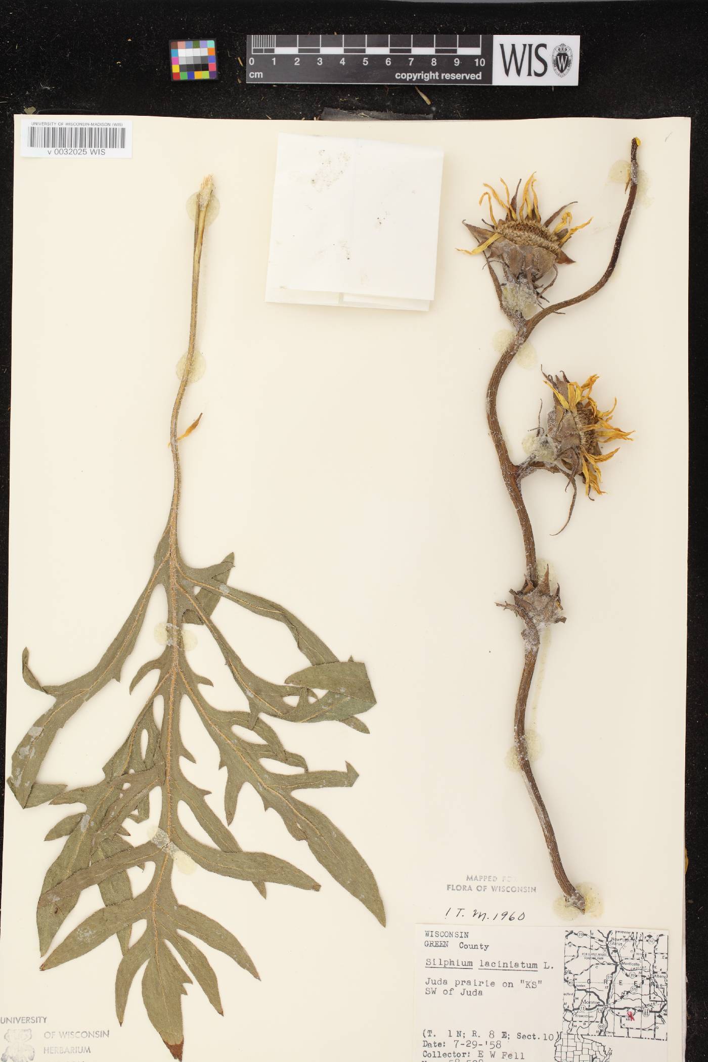Silphium laciniatum image