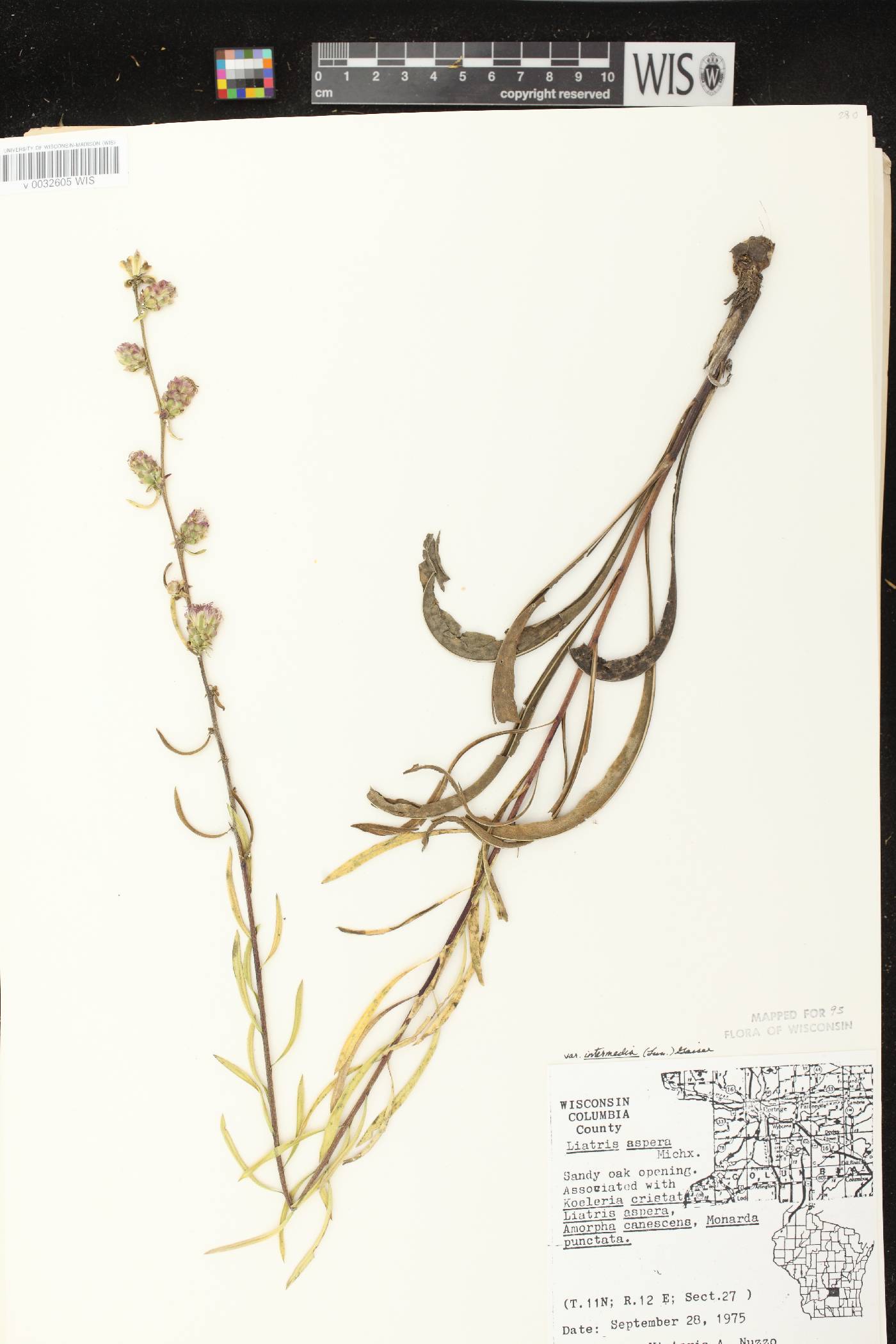 Liatris aspera image