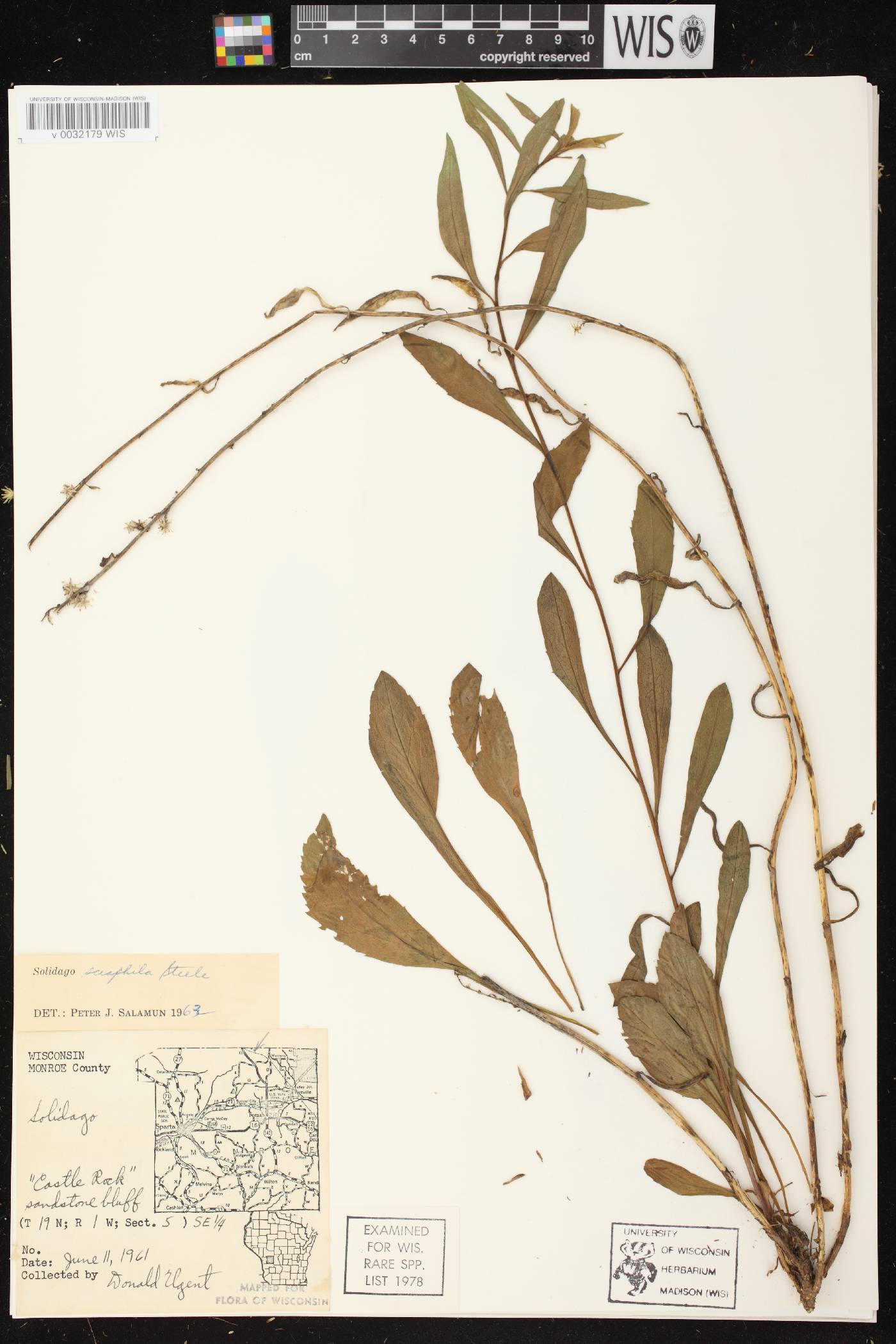 Solidago sciaphila image