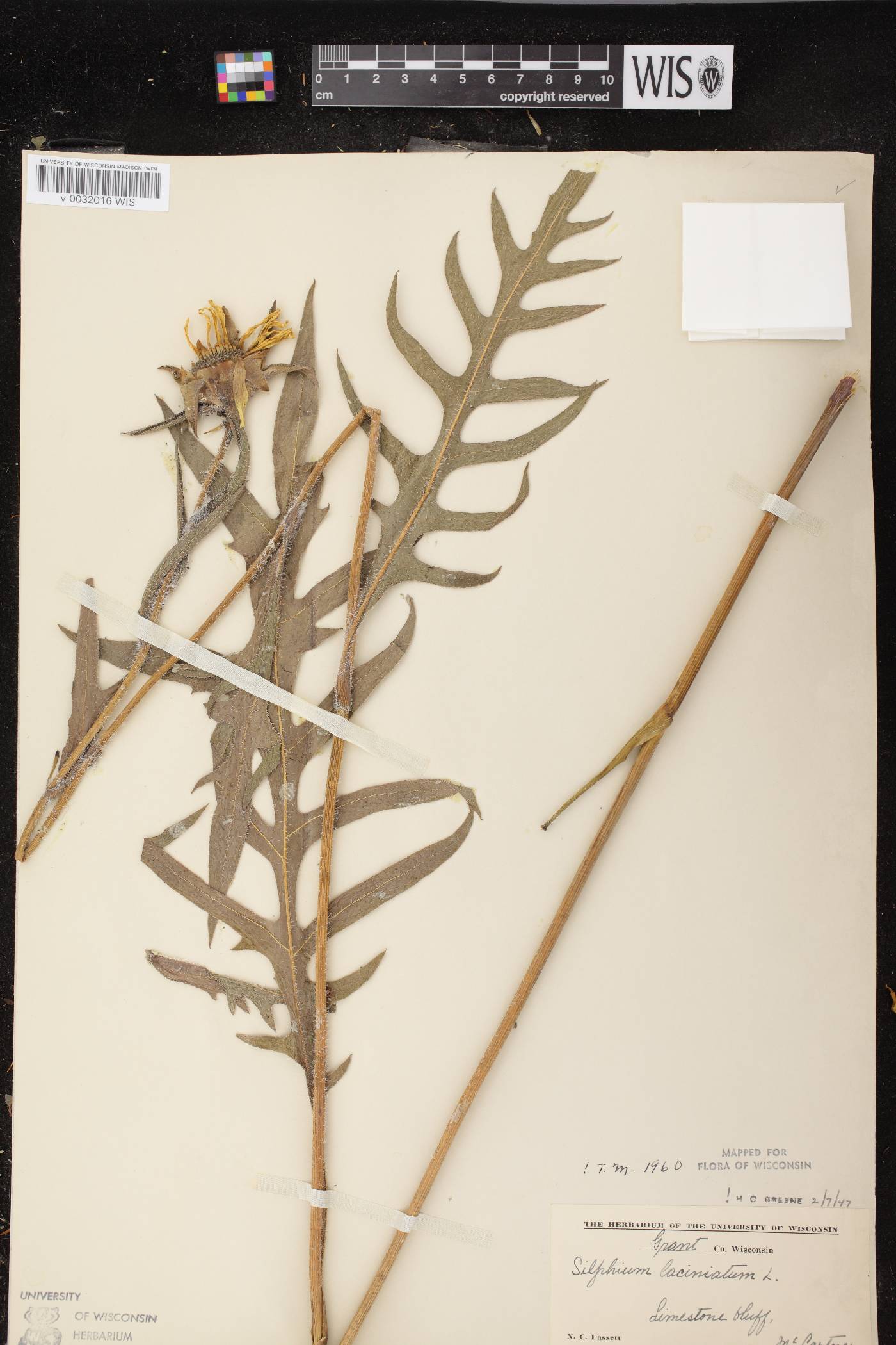 Silphium laciniatum image