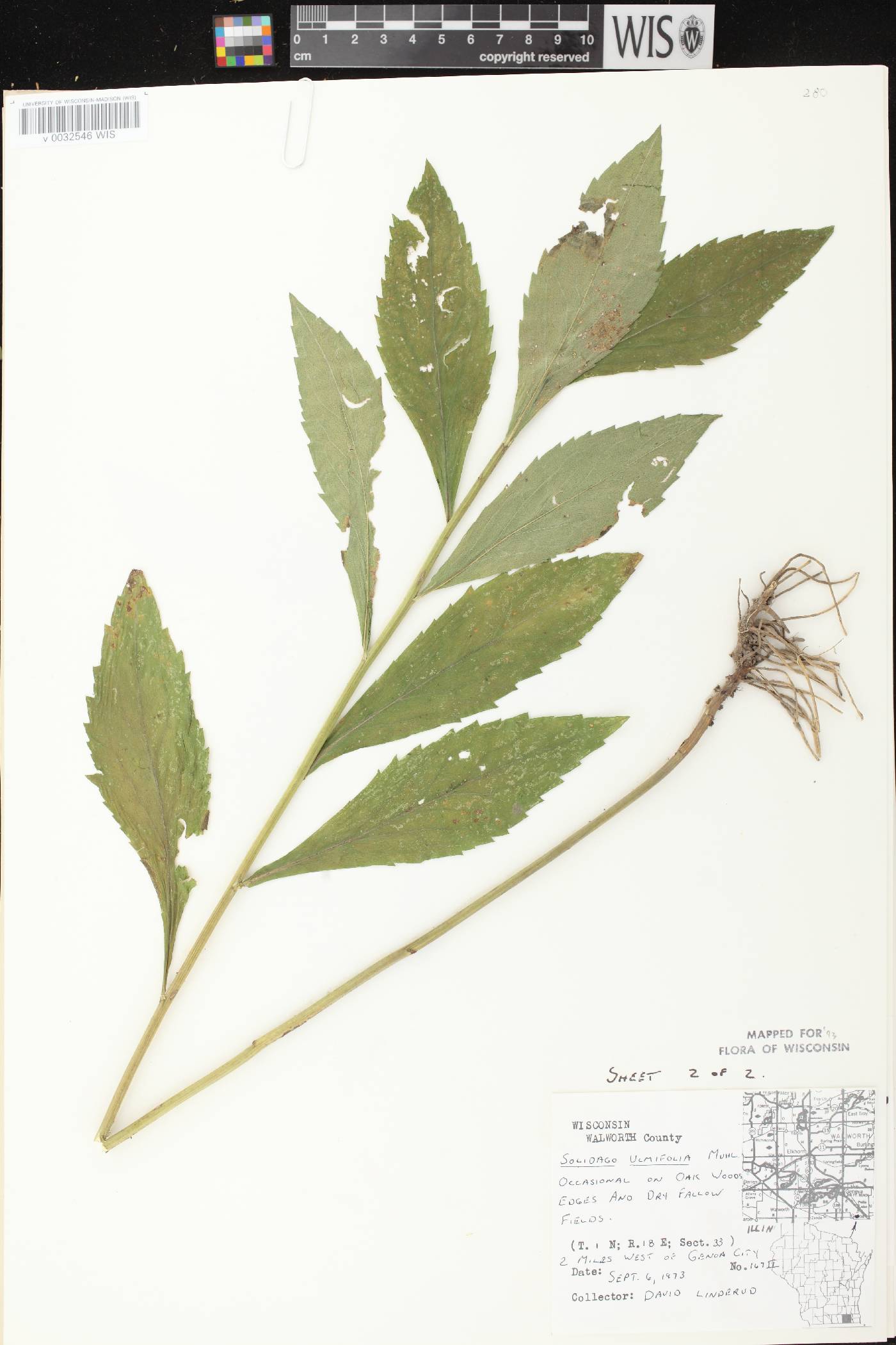 Solidago ulmifolia var. ulmifolia image