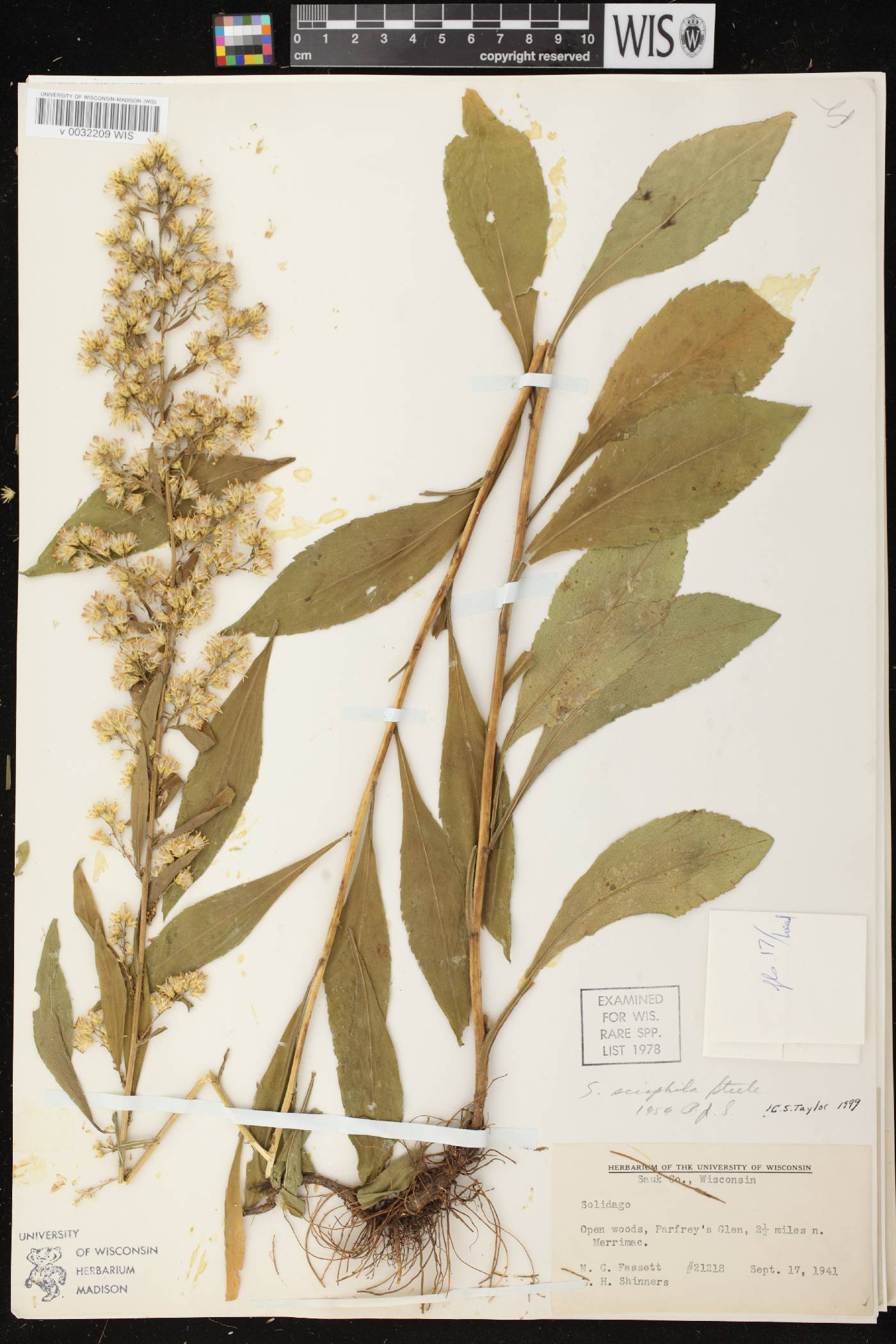 Solidago sciaphila image