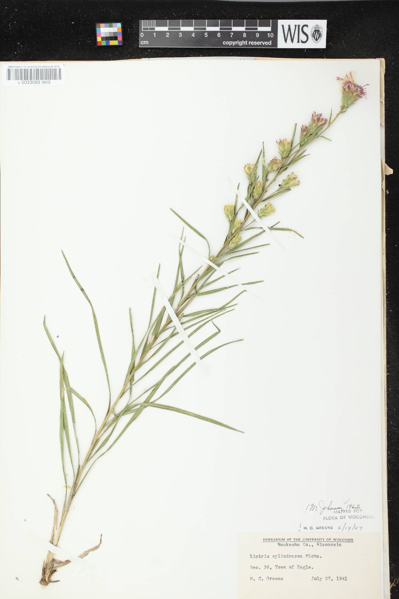 Liatris cylindracea image