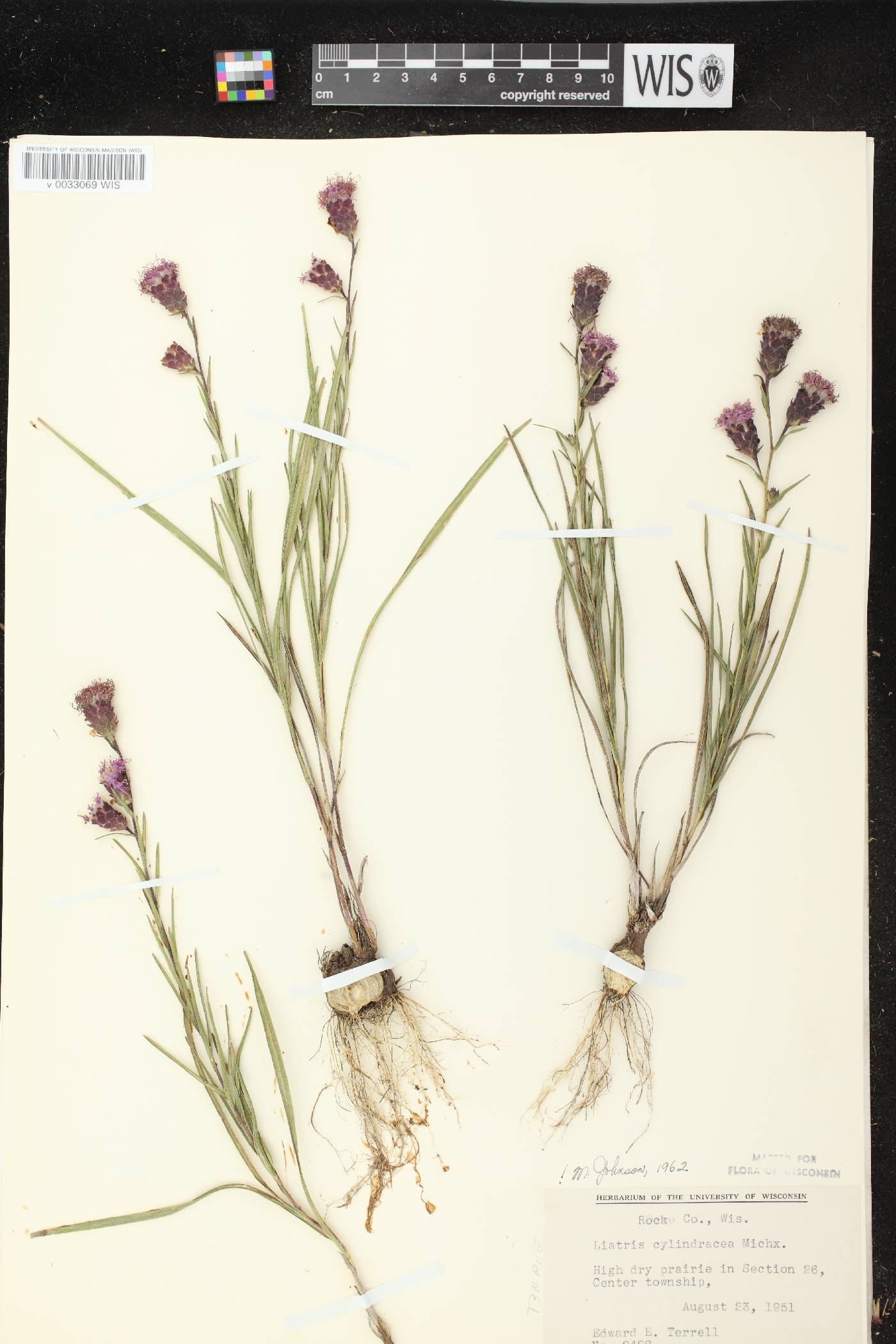 Liatris cylindracea image