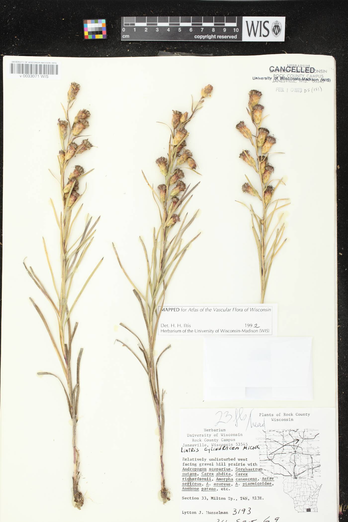 Liatris cylindracea image