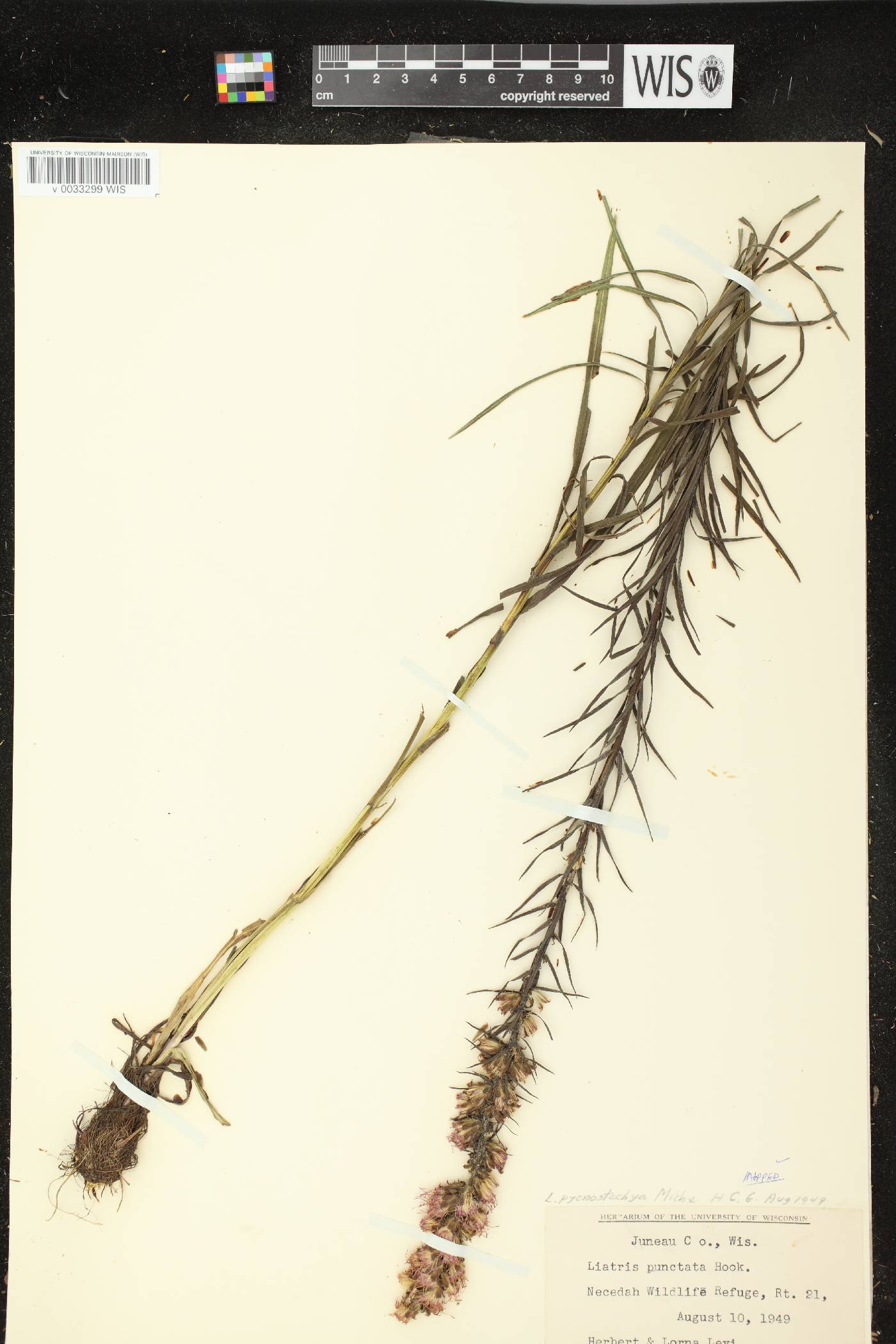 Liatris pycnostachya image