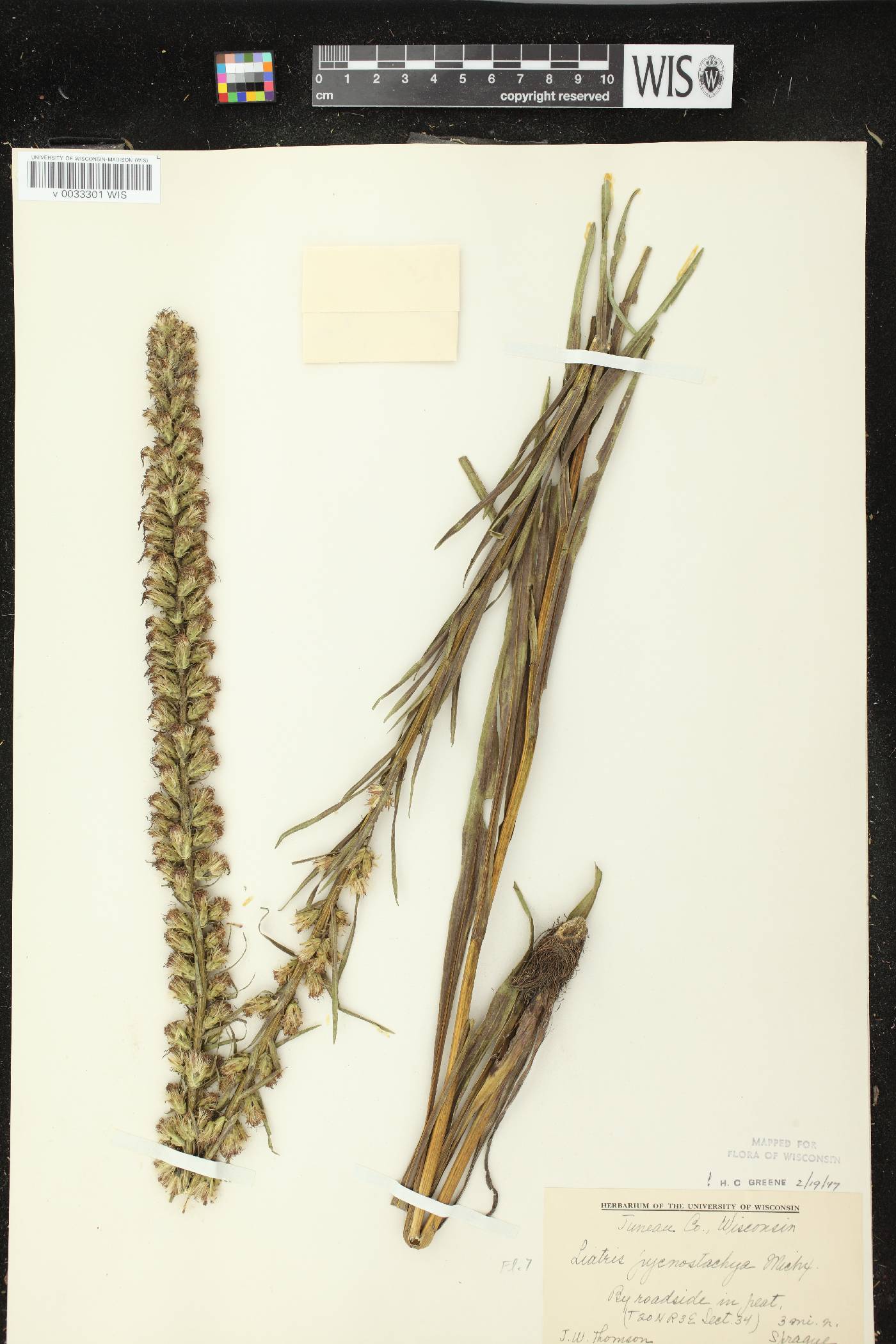 Liatris pycnostachya image